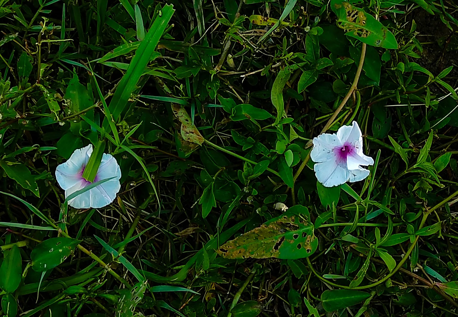 Potato Vine (Solanum Laxum) — typical care includes pruning in late winter to maintain its shape and promote vigorous growth