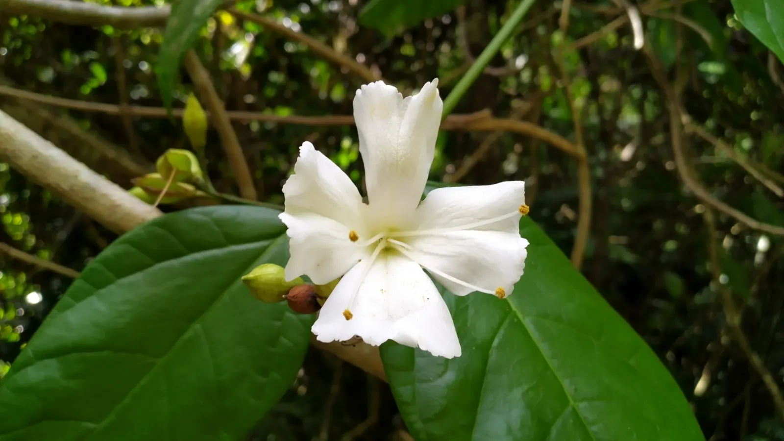 Potato Vine (Solanum Laxum) — pinnate leaves that can reach a length of about 2 to 4 inches
