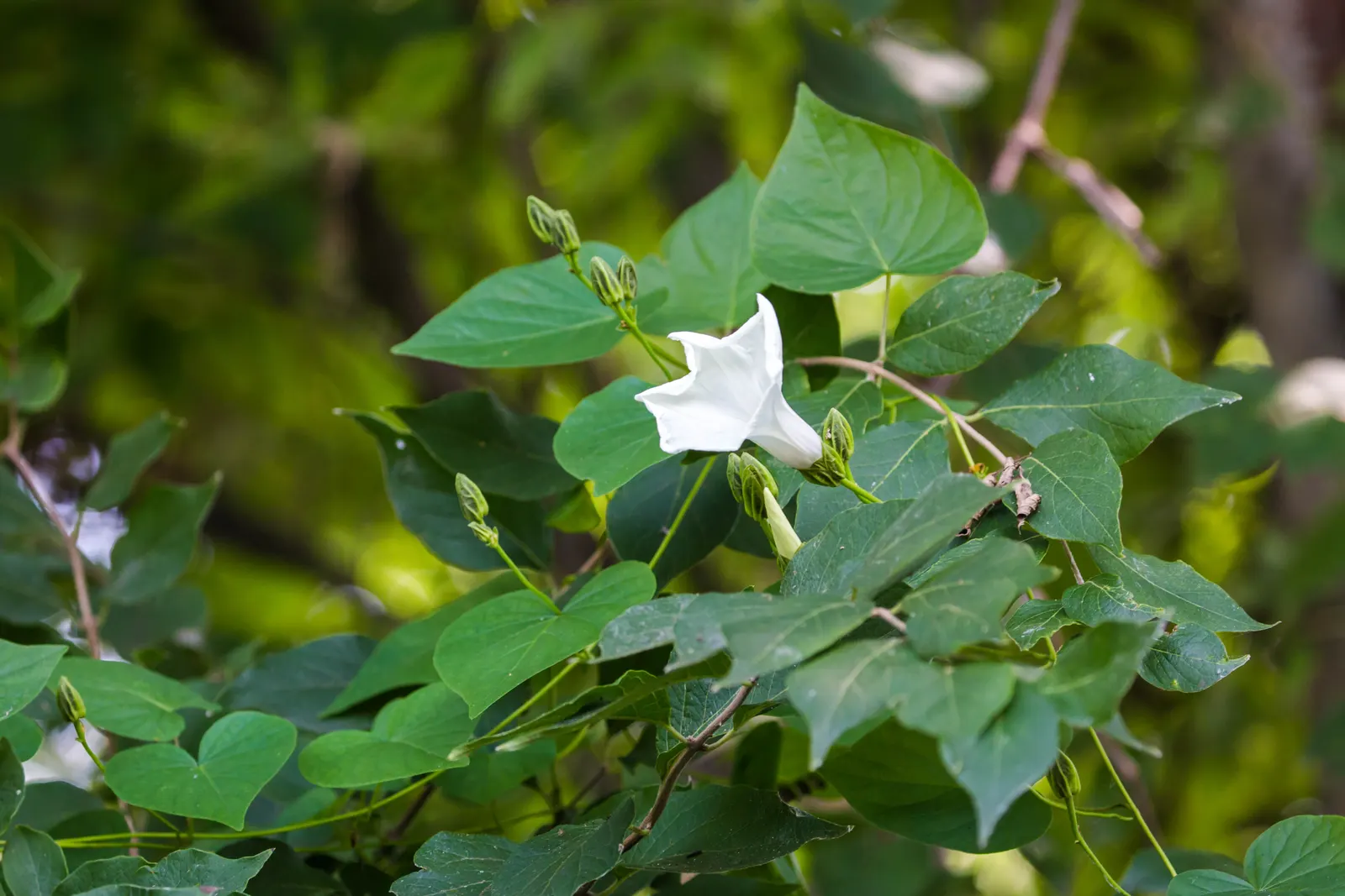Potato Vine (Solanum Laxum) — It's excellent for trellises, walls, or as a sprawling ground cover