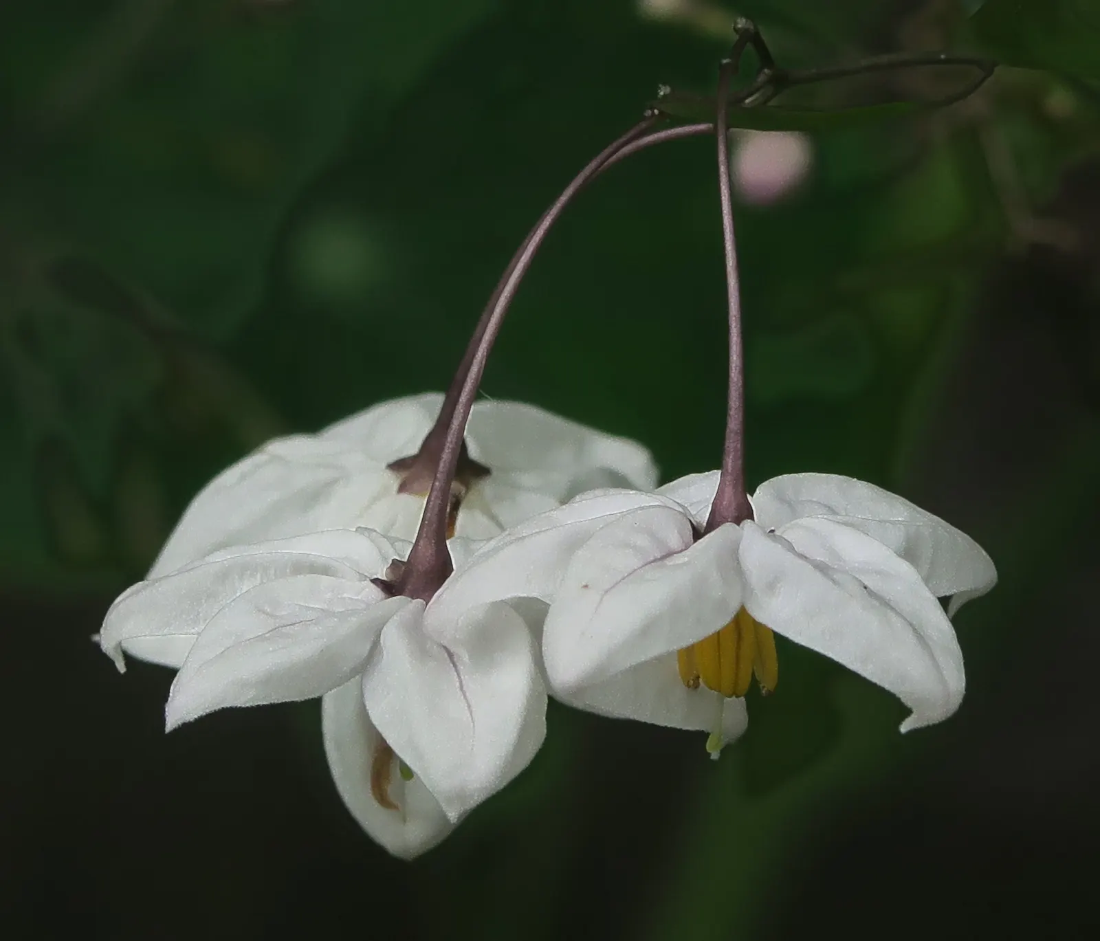 Potato Vine (Solanum Laxum) — This vine prefers full sun to partial shade and well-draining soil; vine for full or half, image 54