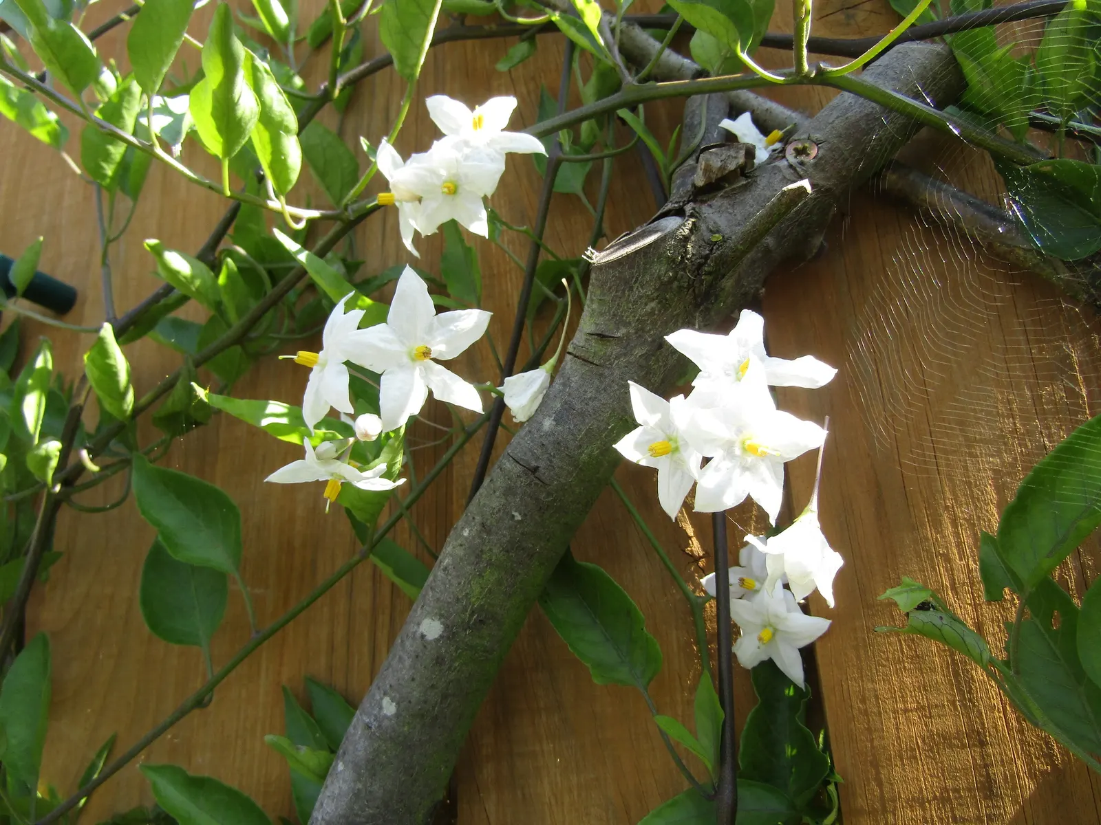 Potato Vine (Solanum Laxum) — It's excellent for trellises, walls, or as a sprawling ground cover; is a versatile and fast-growing evergreen vine, image 105