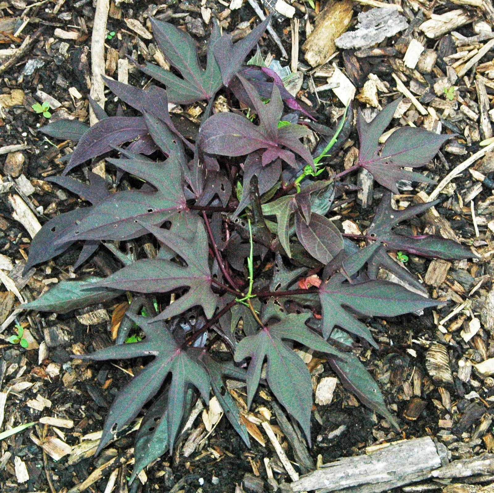 Potato Vine (Solanum Laxum) — This vine prefers full sun to partial shade and well-draining soil