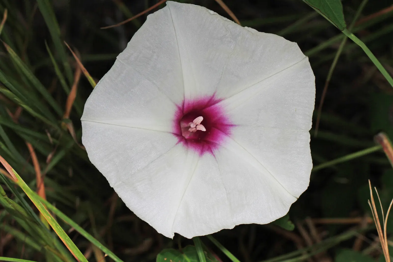 Potato Vine (Solanum Laxum) — is a versatile and fast-growing evergreen vine that can add a lush