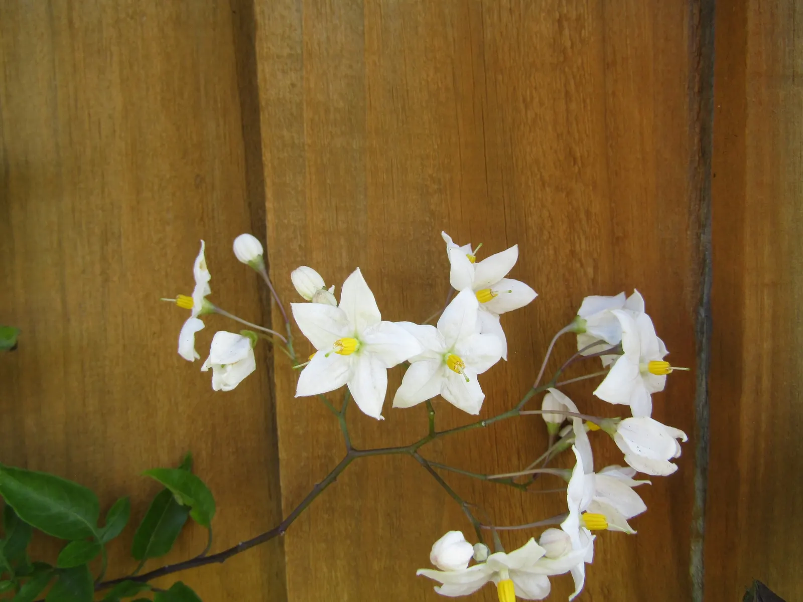 Potato Vine (Solanum Laxum) — This vine prefers full sun to partial shade and well-draining soil; vine for full or half, image 104