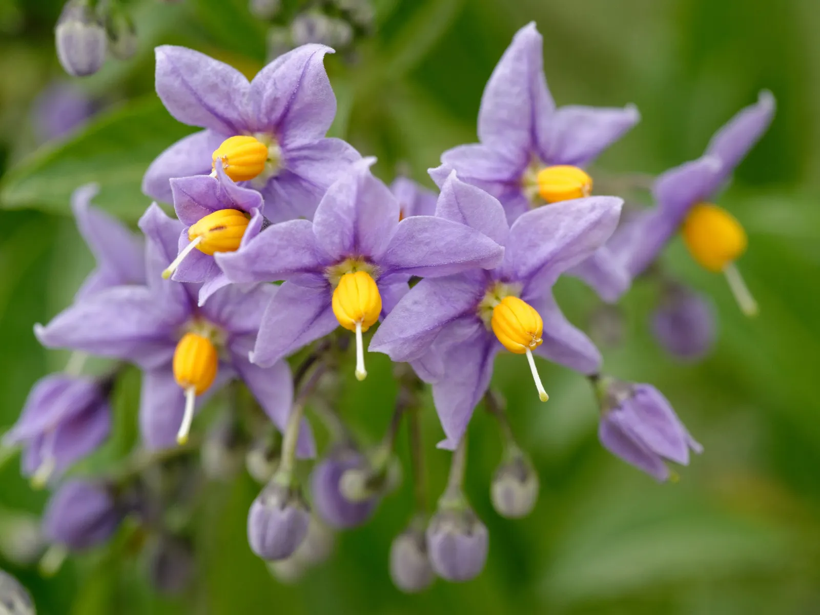 Potato Vine (Solanum Laxum) — This robust climber can reach lengths of approximately 20 feet