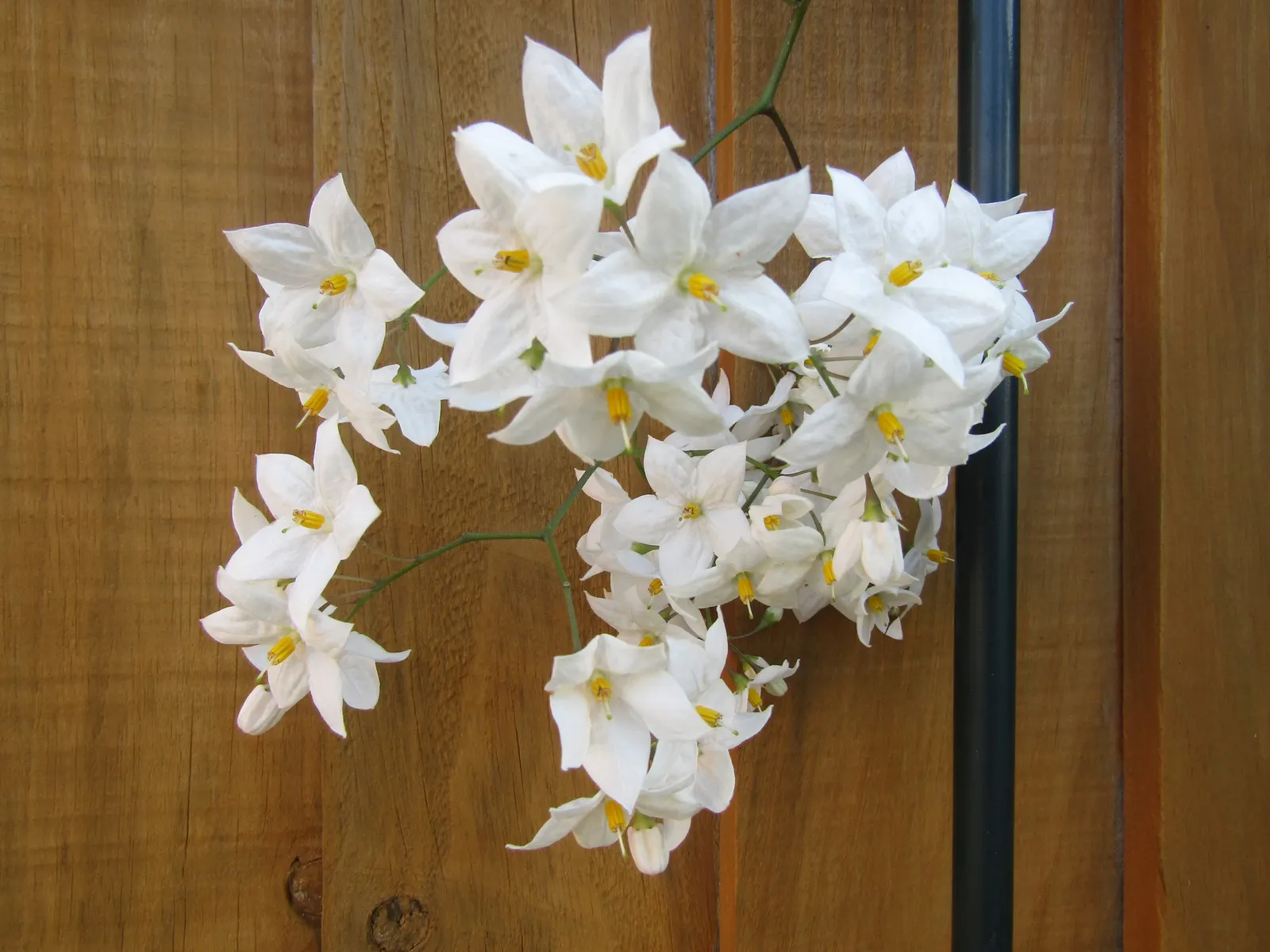 Potato Vine (Solanum Laxum) — Its foliage is dark green, while in summer and fall, it produces fragrant white blossoms with yellow centers; they, image 103