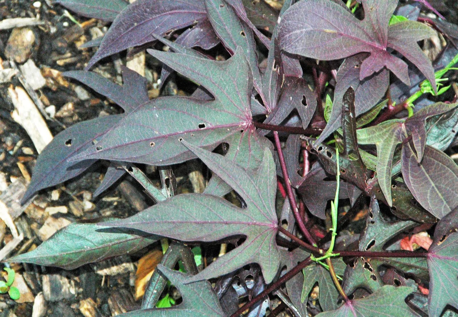 Potato Vine (Solanum Laxum) — scientifically known as Solanum laxum