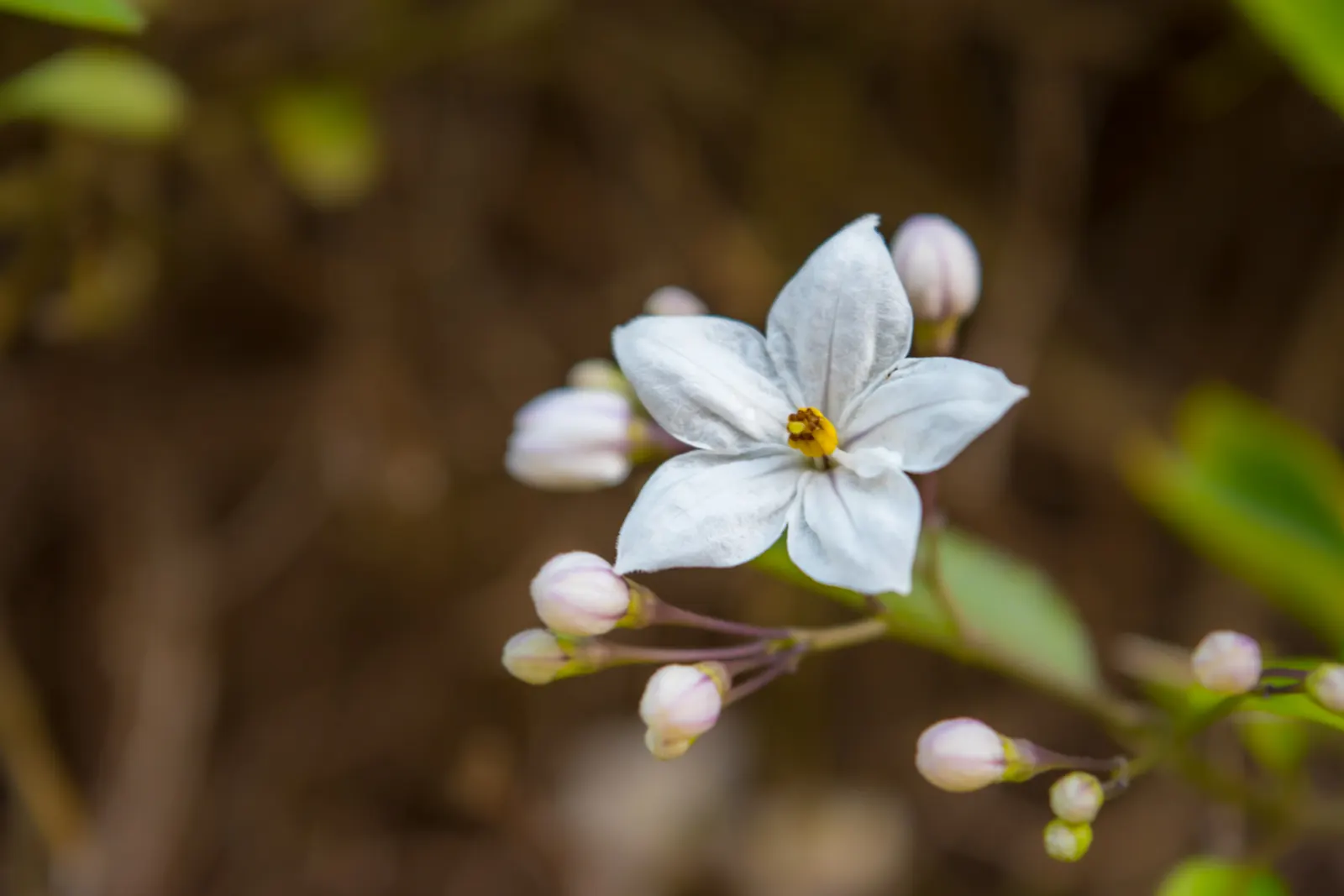 Potato Vine (Solanum Laxum) — scientifically known as Solanum laxum; these blooms are typically a delicate white with pronounced yellow stamens, image 56