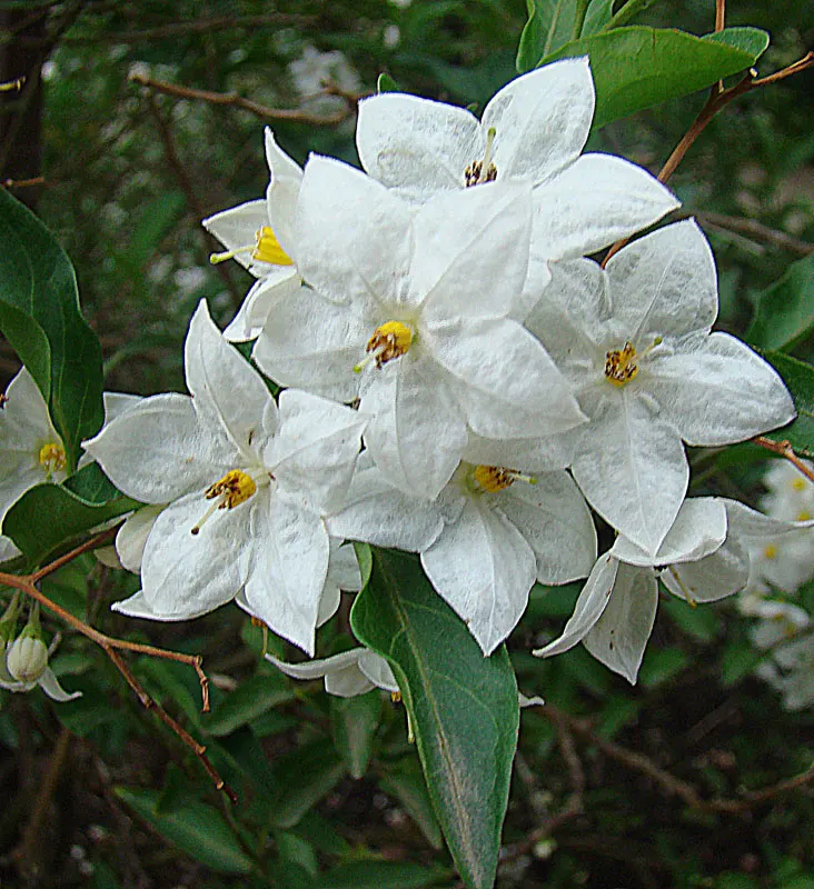 Potato Vine (Solanum Laxum) — It's excellent for trellises, walls, or as a sprawling ground cover; is a versatile and fast-growing evergreen vine, image 55