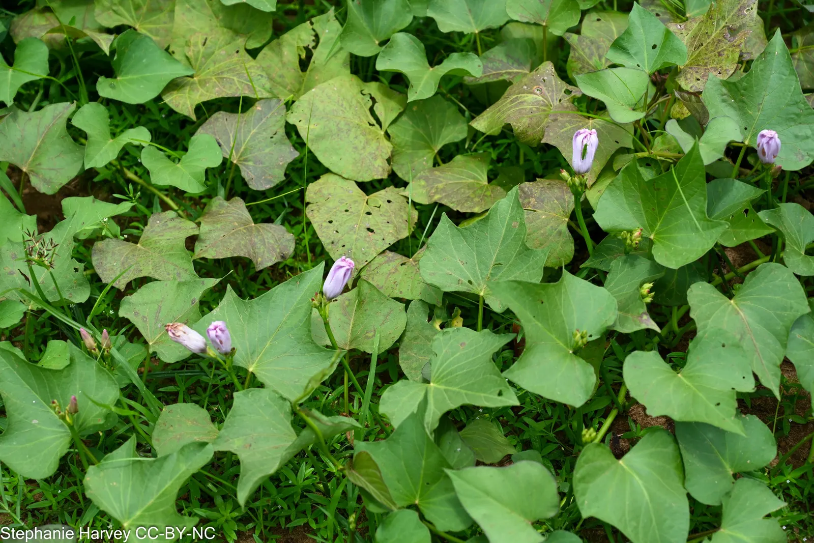 Potato Vine (Solanum Laxum) — ornamental touch to any landscape design