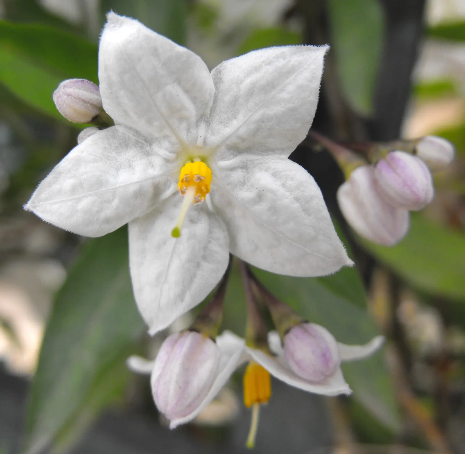 Potato Vine (Solanum Laxum) — The Solanum laxum, commonly known as Potato Vine, is a fast-growing evergreen climber; this vine prefers full sun to, image 51