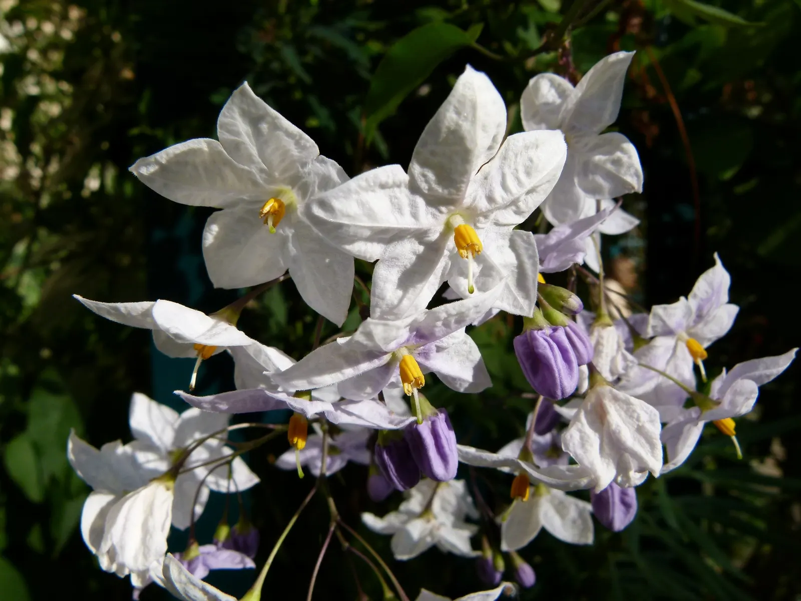 Potato Vine (Solanum Laxum) — Its foliage is dark green, while in summer and fall, it produces fragrant white blossoms with yellow centers; they, image 53