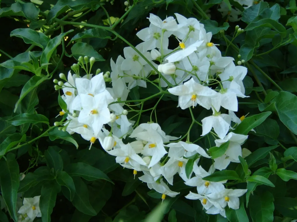 Potato Vine (Solanum Laxum) — white flowers in the garden; ornamental touch to any landscape design