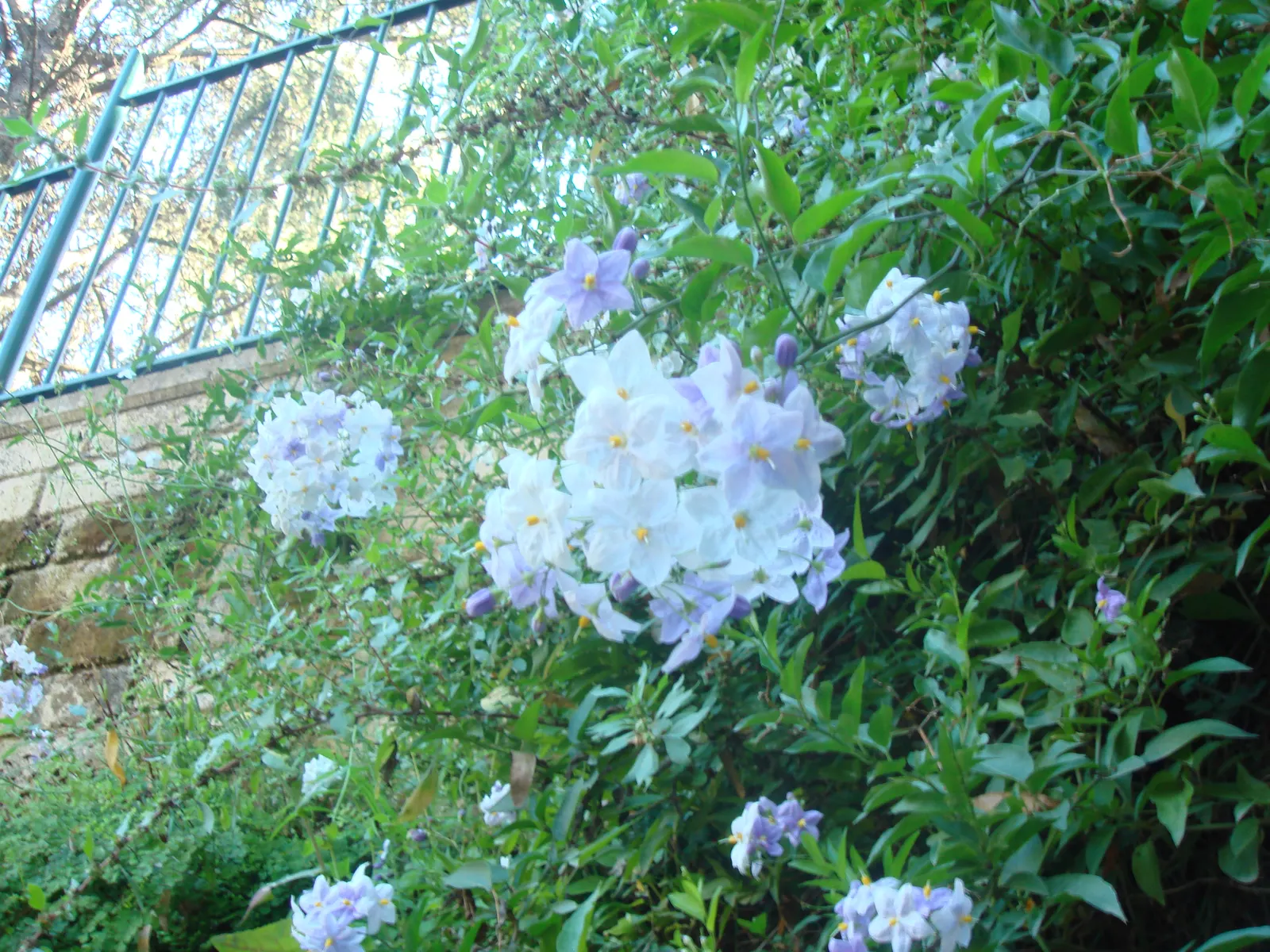 Potato Vine (Solanum Laxum) — ensuring an attractive display each season; the Solanum laxum, commonly known as Potato Vine, is a fast-growing evergreen climber