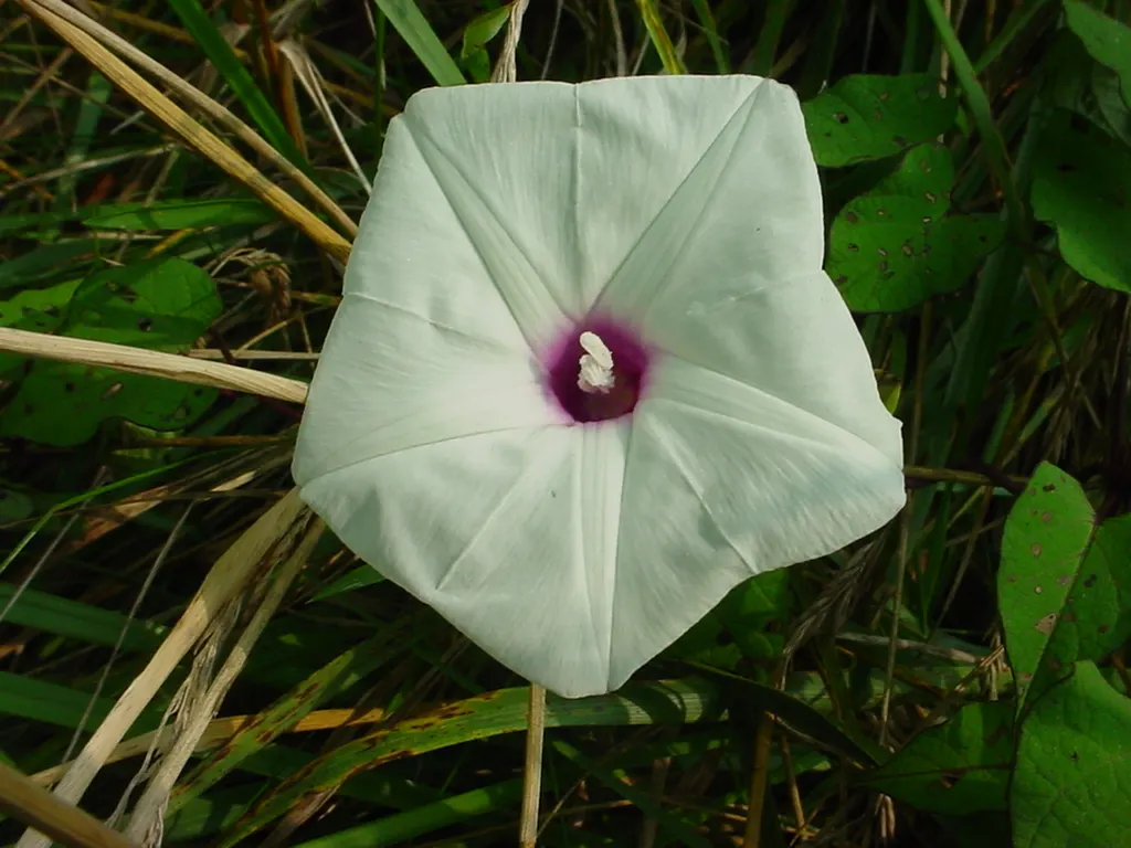 Potato Vine (Solanum Laxum) — The Solanum laxum, commonly known as Potato Vine, is a fast-growing evergreen climber
