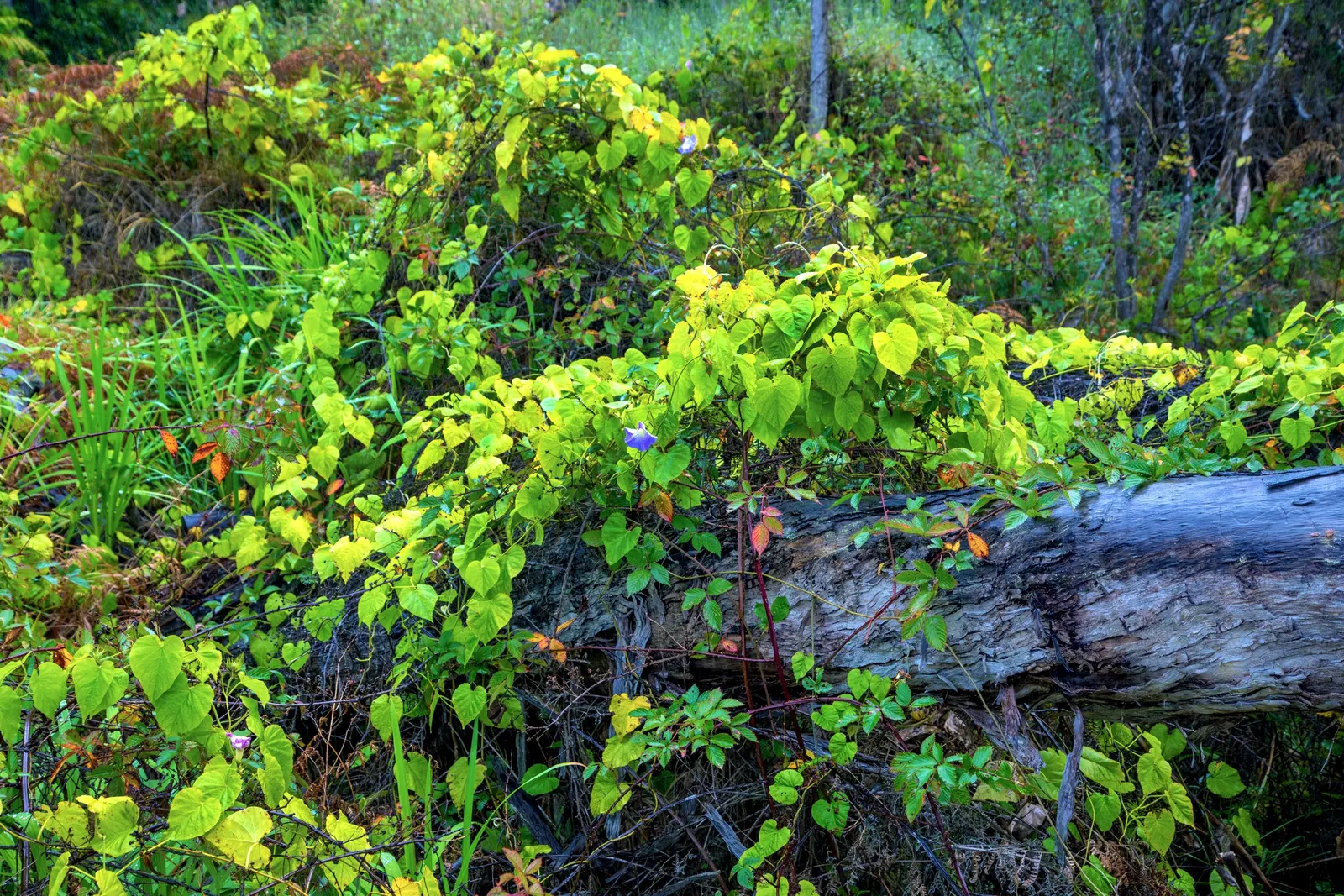 Potato Vine (Solanum Laxum) — Its foliage is dark green, while in summer and fall, it produces fragrant white blossoms with yellow centers