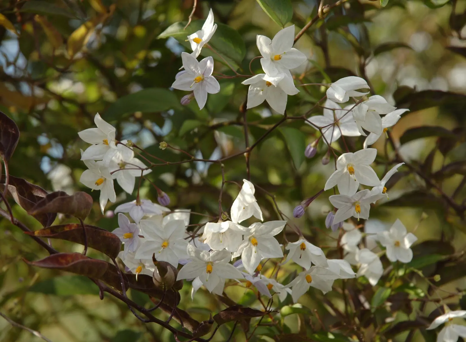 Potato Vine (Solanum Laxum) — vine with white blooms; creating a striking contrast against the verdant leaves