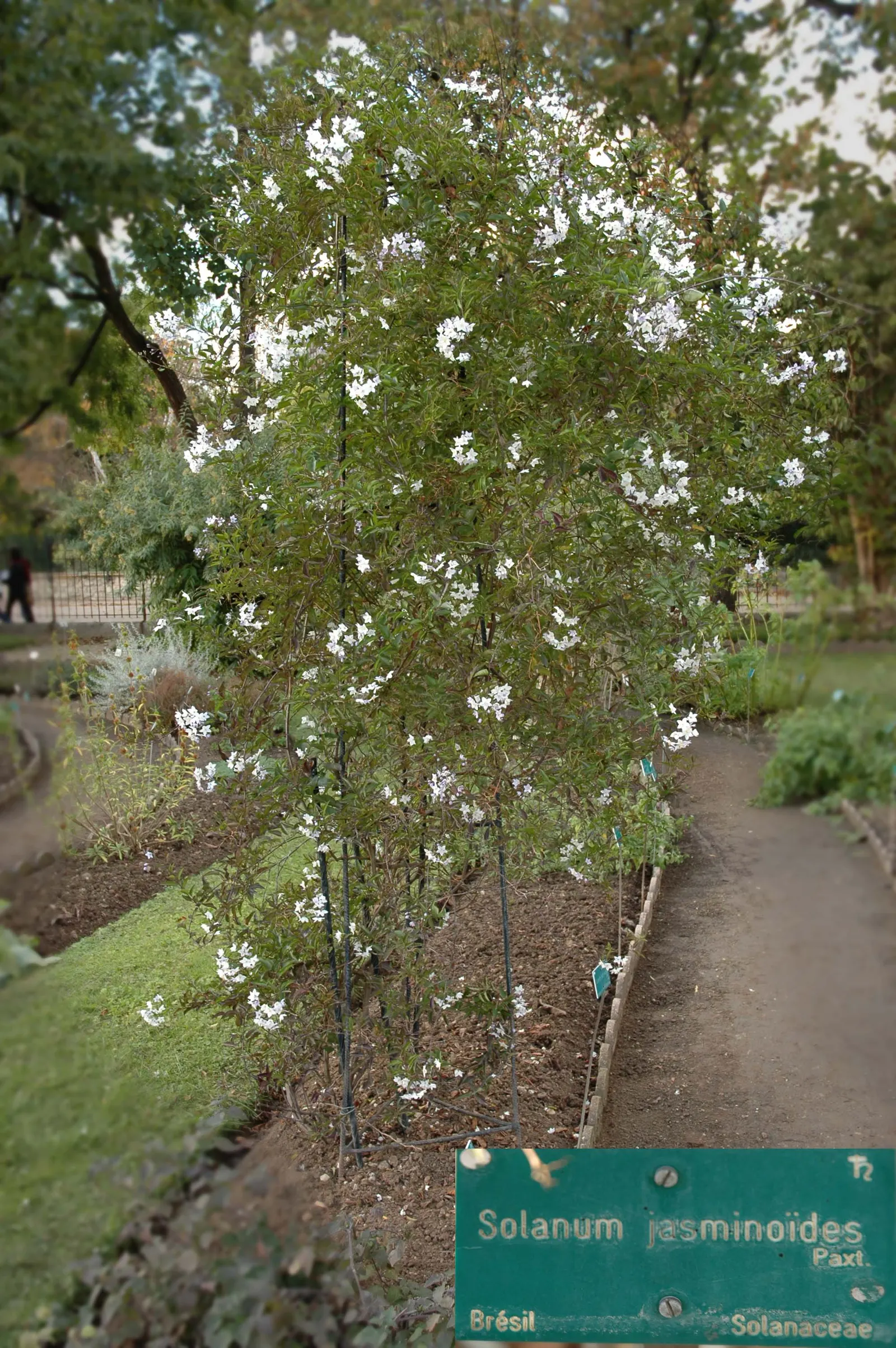 Potato Vine (Solanum Laxum) — vine for full or half; ensuring an attractive display each season