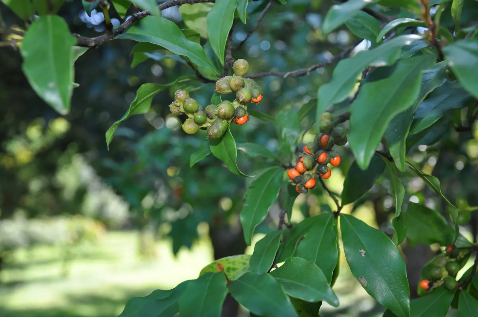 Banana Shrub (Magnolia Figo) — Prefers well-drained soil and full sun to partial shade; minimal pruning is necessary to maintain its shape or to, image 60