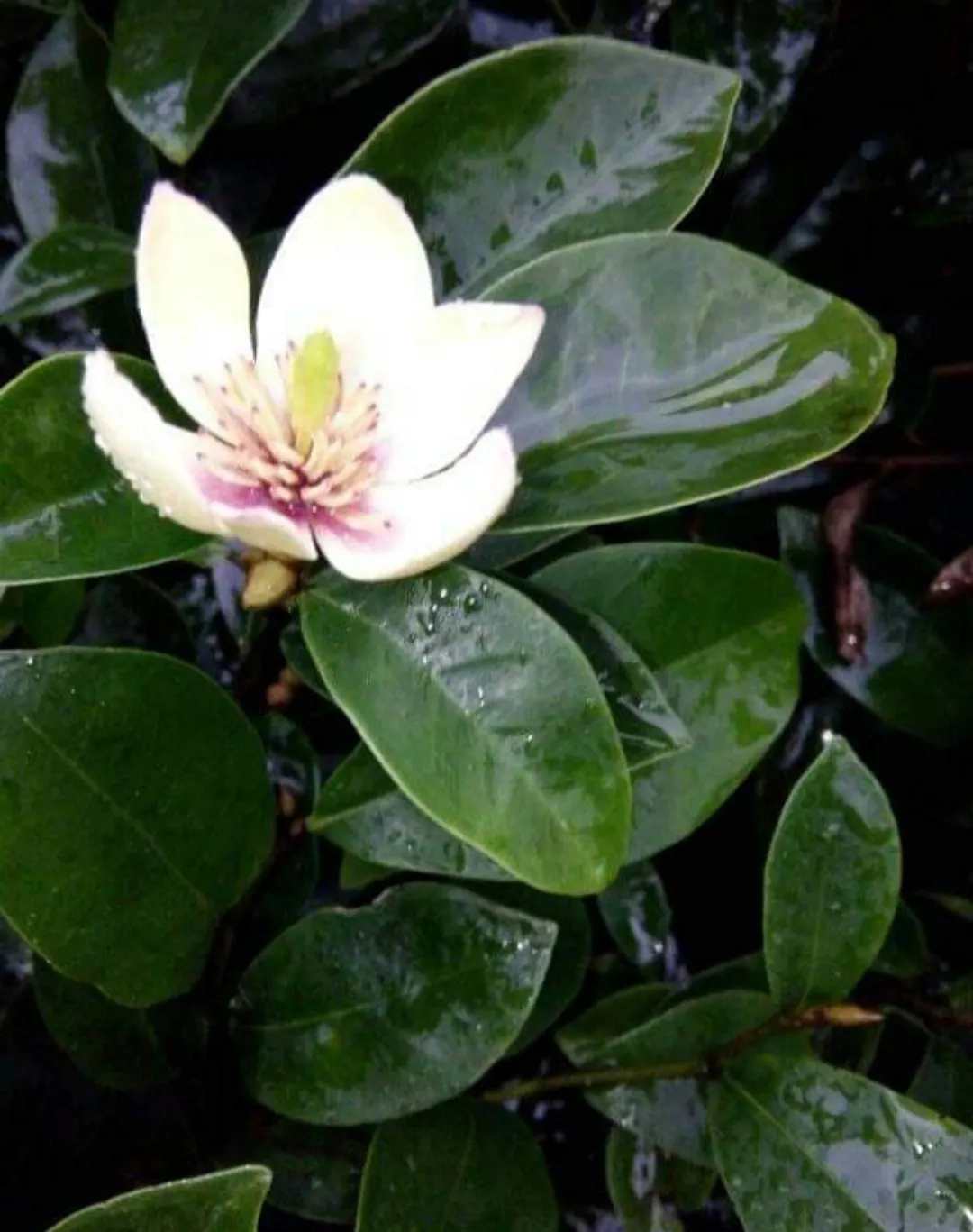 Banana Shrub (Magnolia Figo) — ensuring it receives full sun to partial shade