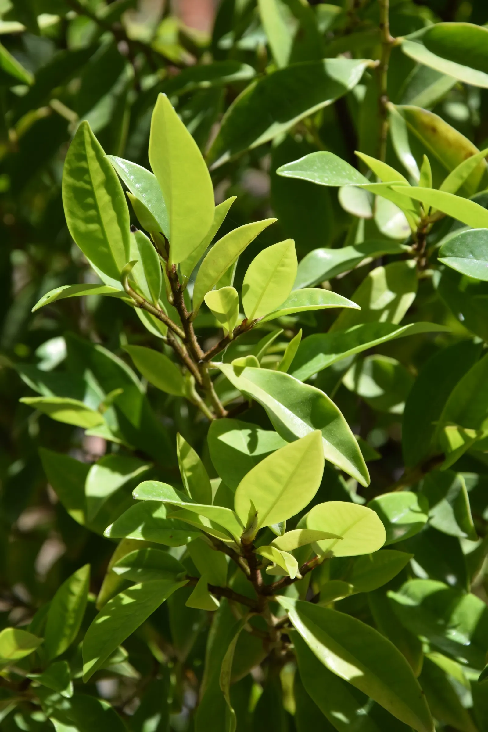 Banana Shrub (Magnolia Figo) — purple and yellow flowers in the garden; although it may grow larger in ideal conditions.<br><br>Adorned with glossy
