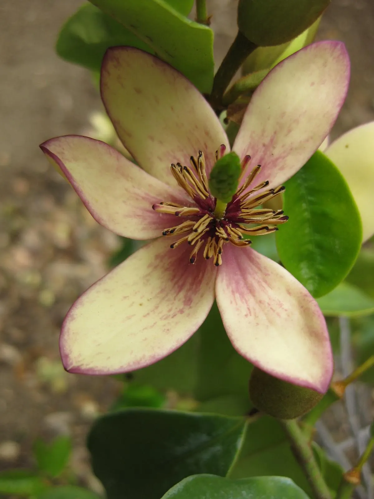 Banana Shrub (Magnolia Figo) — broadleaf evergreen / shrub for full or half
