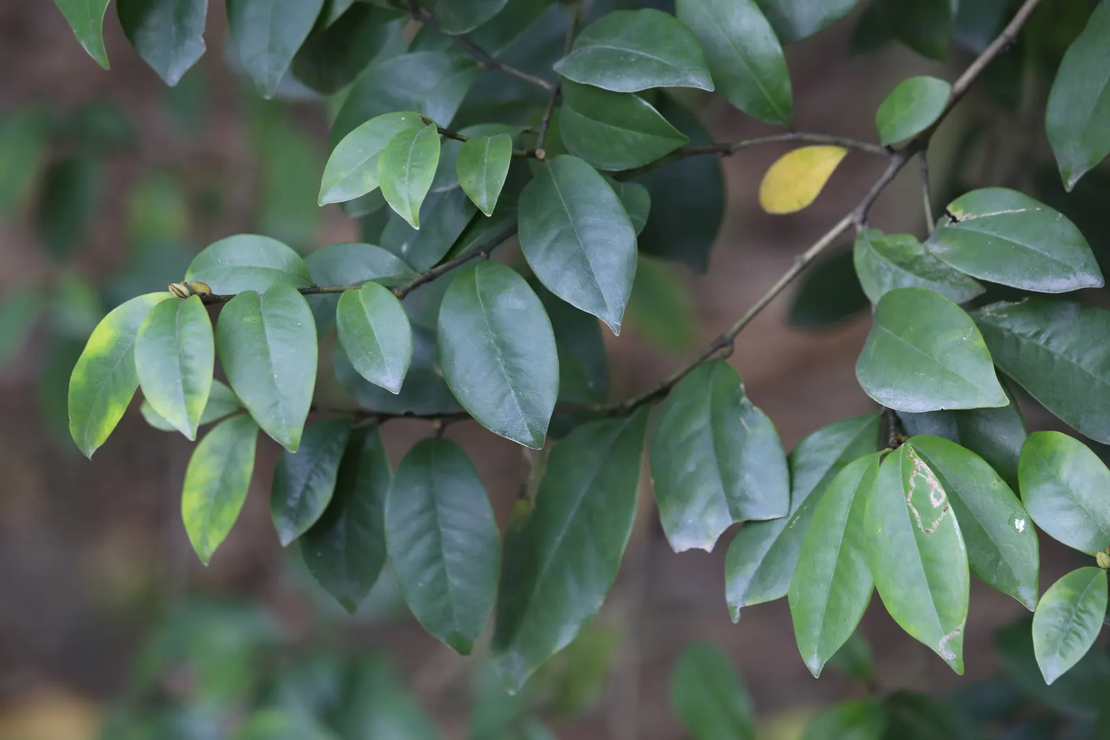 Banana Shrub (Magnolia Figo) — Prefers well-drained soil and full sun to partial shade; minimal pruning is necessary to maintain its shape or to remove any