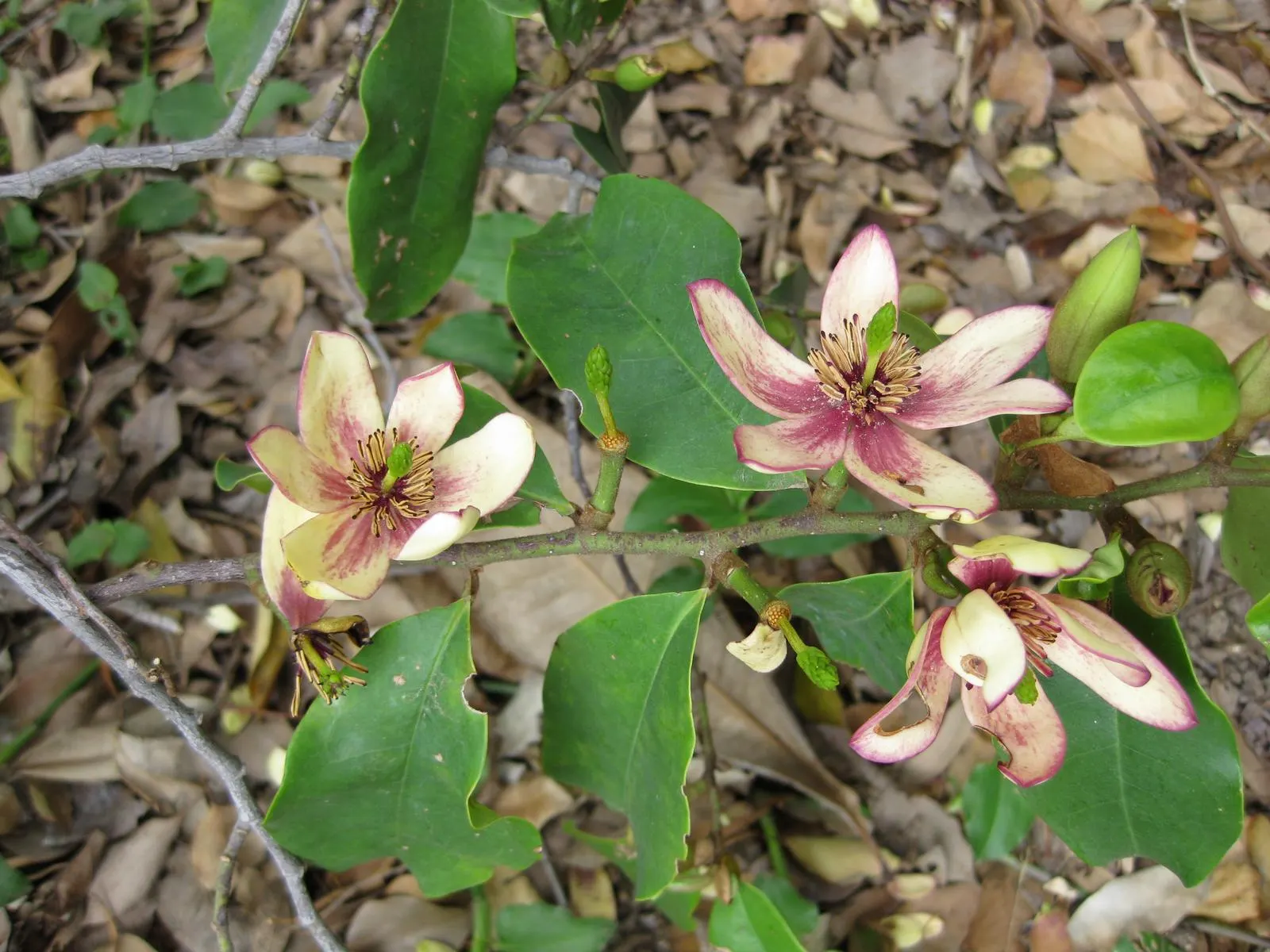 Banana Shrub (Magnolia Figo) — infusing the garden with life.<br><br>For optimal growth