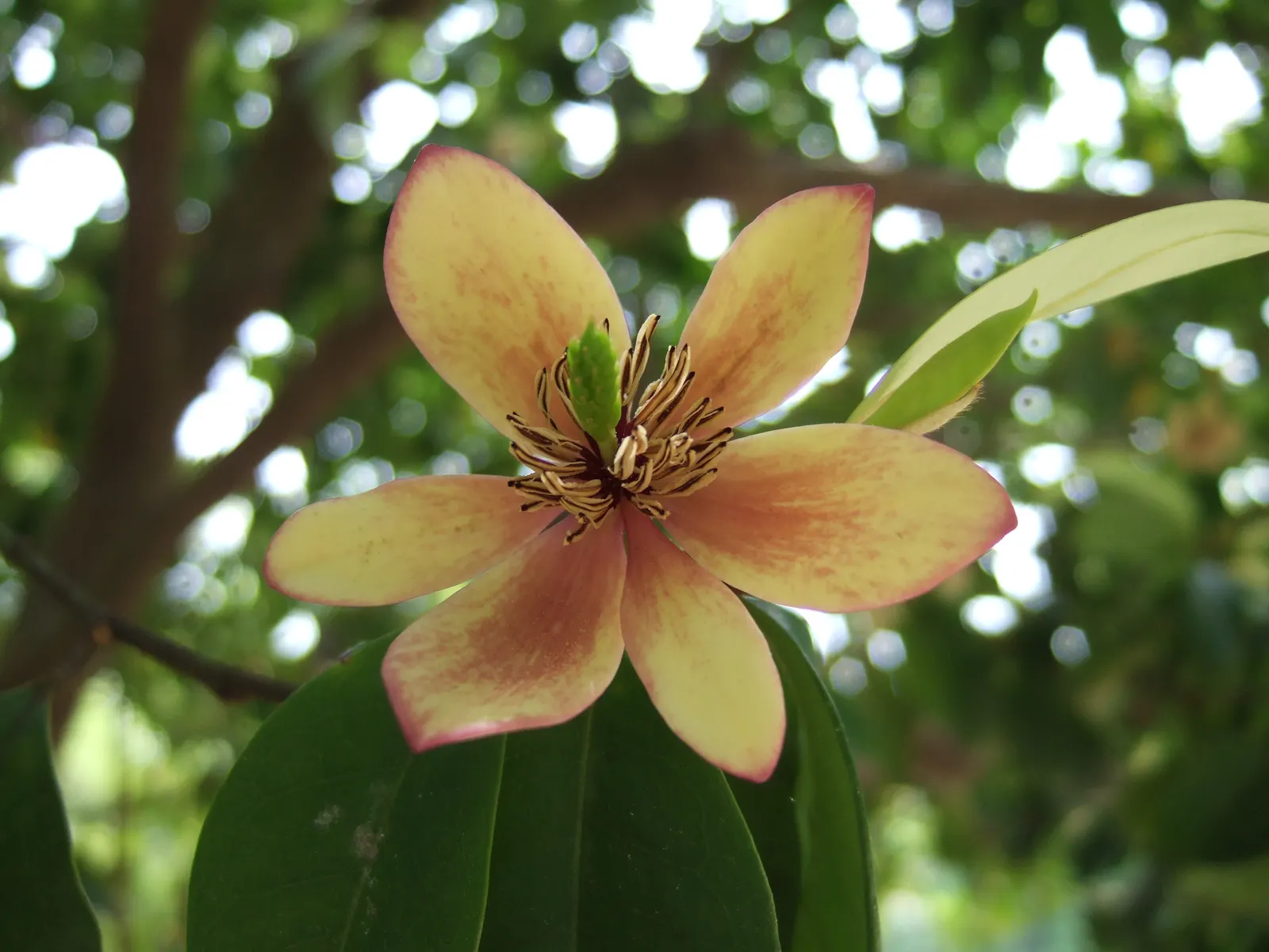 Banana Shrub (Magnolia Figo) — the Banana Shrub offers a visually appealing texture within your landscape
