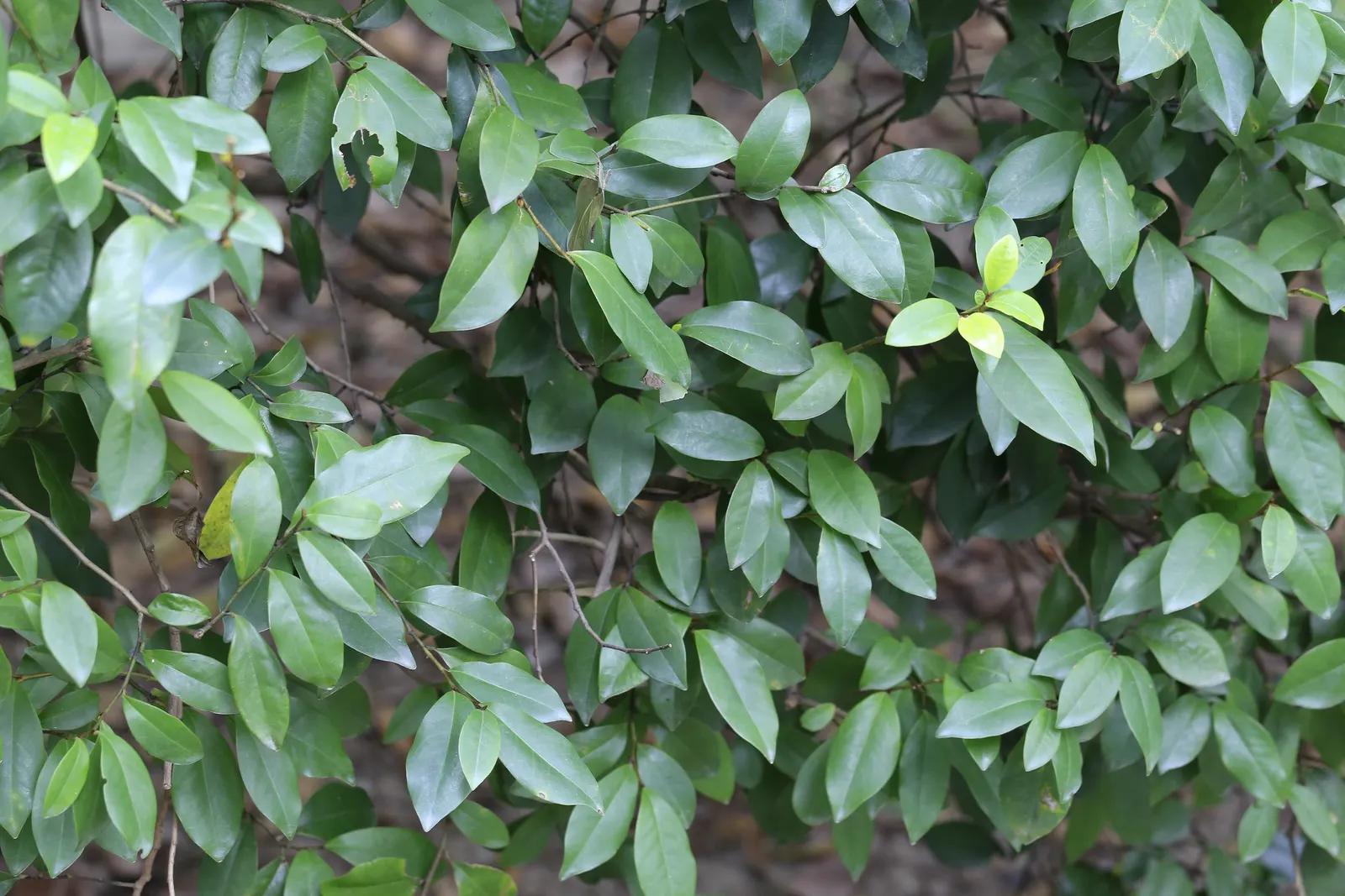 Banana Shrub (Magnolia Figo) — and around 1 to 3 inches in width; minimal pruning is necessary to maintain its shape or to remove any damaged or diseased limbs