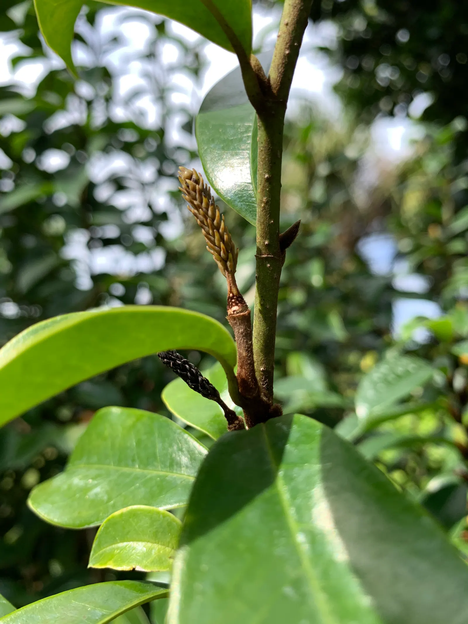 Banana Shrub (Magnolia Figo) — leathery leaves that maintain a rich; minimal pruning is necessary to maintain its shape or to remove any damaged or, image 68
