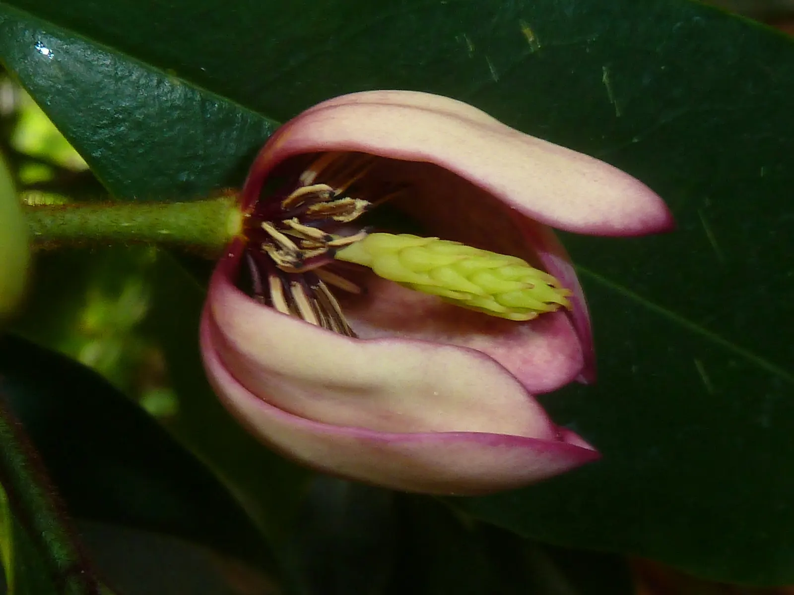 Banana Shrub (Magnolia Figo) — although it may grow larger in ideal conditions.<br><br>Adorned with glossy; each flower is cup-shaped and notably, image 67