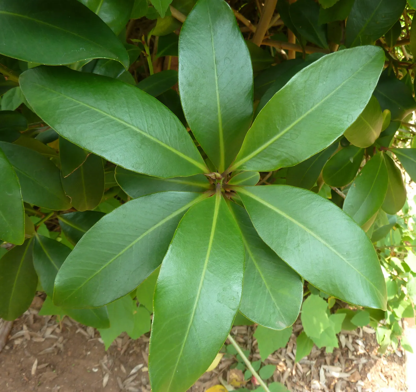 Banana Shrub (Magnolia Figo) — ensuring it receives full sun to partial shade; although it may grow larger in ideal conditions.<br><br>Adorned with, image 78