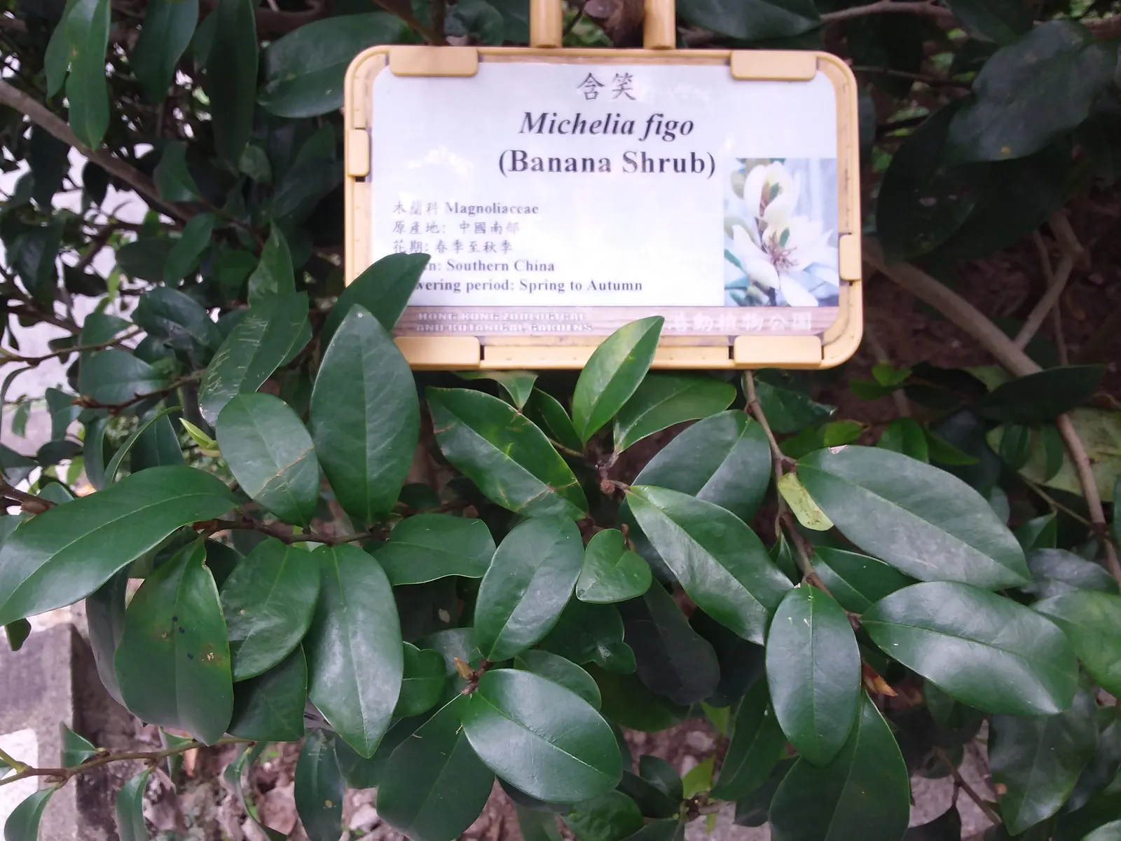 Banana Shrub (Magnolia Figo) — Ideal for hedges or as an aromatic specimen in mixed borders; prefers well-drained soil and full sun to partial shade, image 61