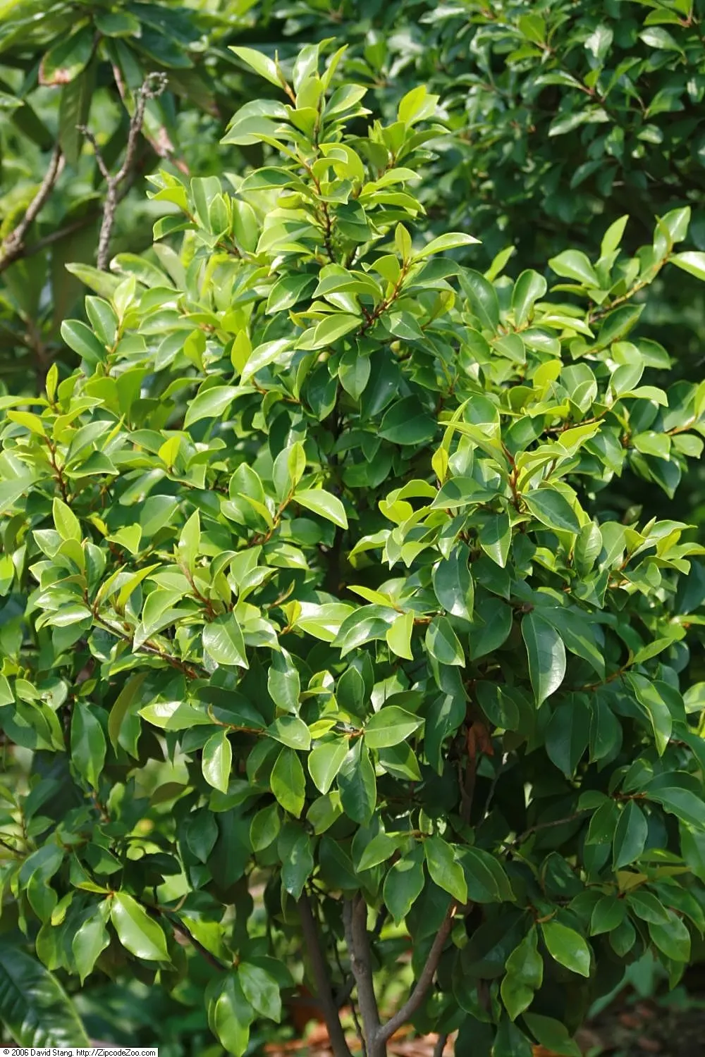 Banana Shrub (Magnolia Figo) — Each flower is cup-shaped and notably accented with a purplish tinge at the petal edges; although it may grow larger in ideal