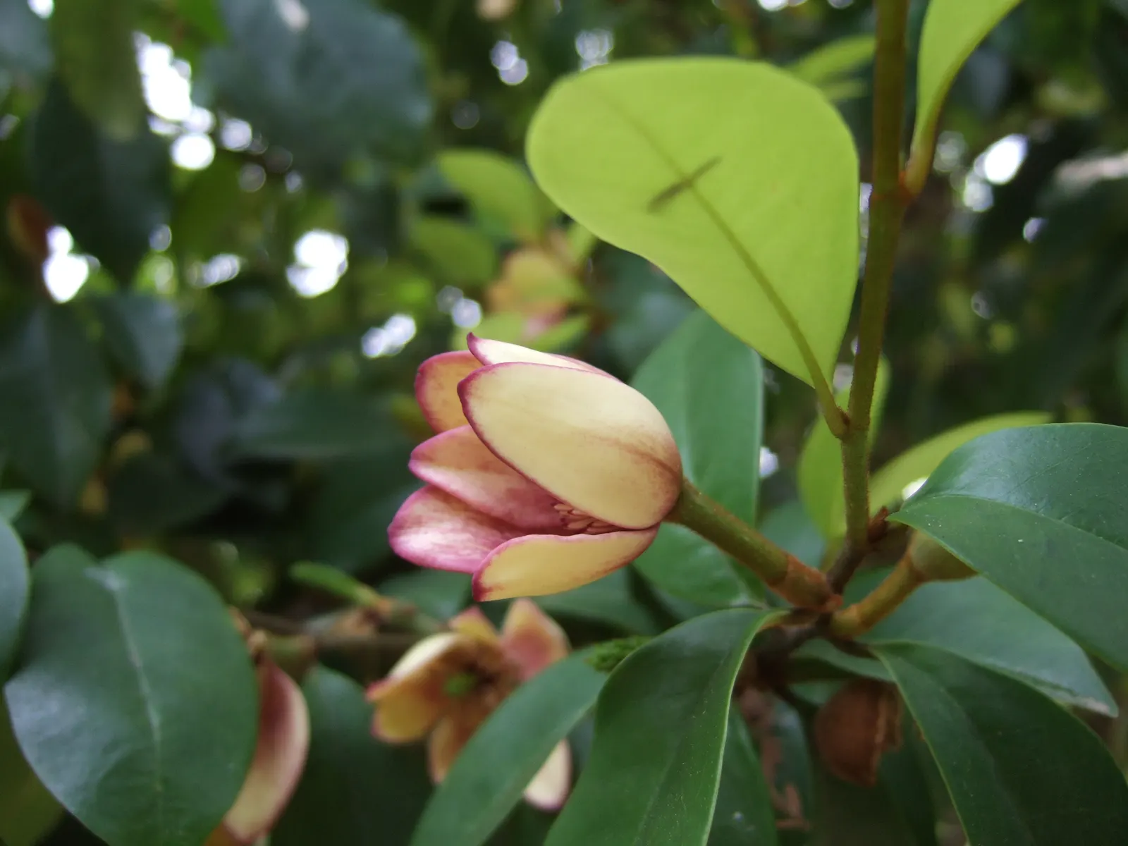 Banana Shrub (Magnolia Figo) — These blooms not only exhibit a delightful fragrance but also attract pollinators