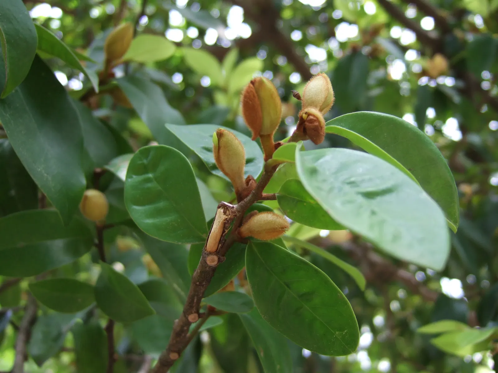 Banana Shrub (Magnolia Figo) — banana-like fragrance of its flowers; minimal pruning is necessary to maintain its shape or to remove any damaged or diseased