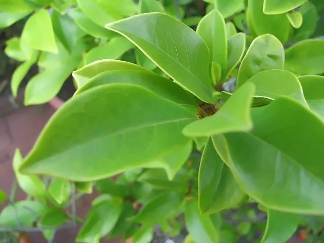 Banana Shrub (Magnolia Figo) — scientifically named Magnolia figo; although it may grow larger in ideal conditions.<br><br>Adorned with glossy