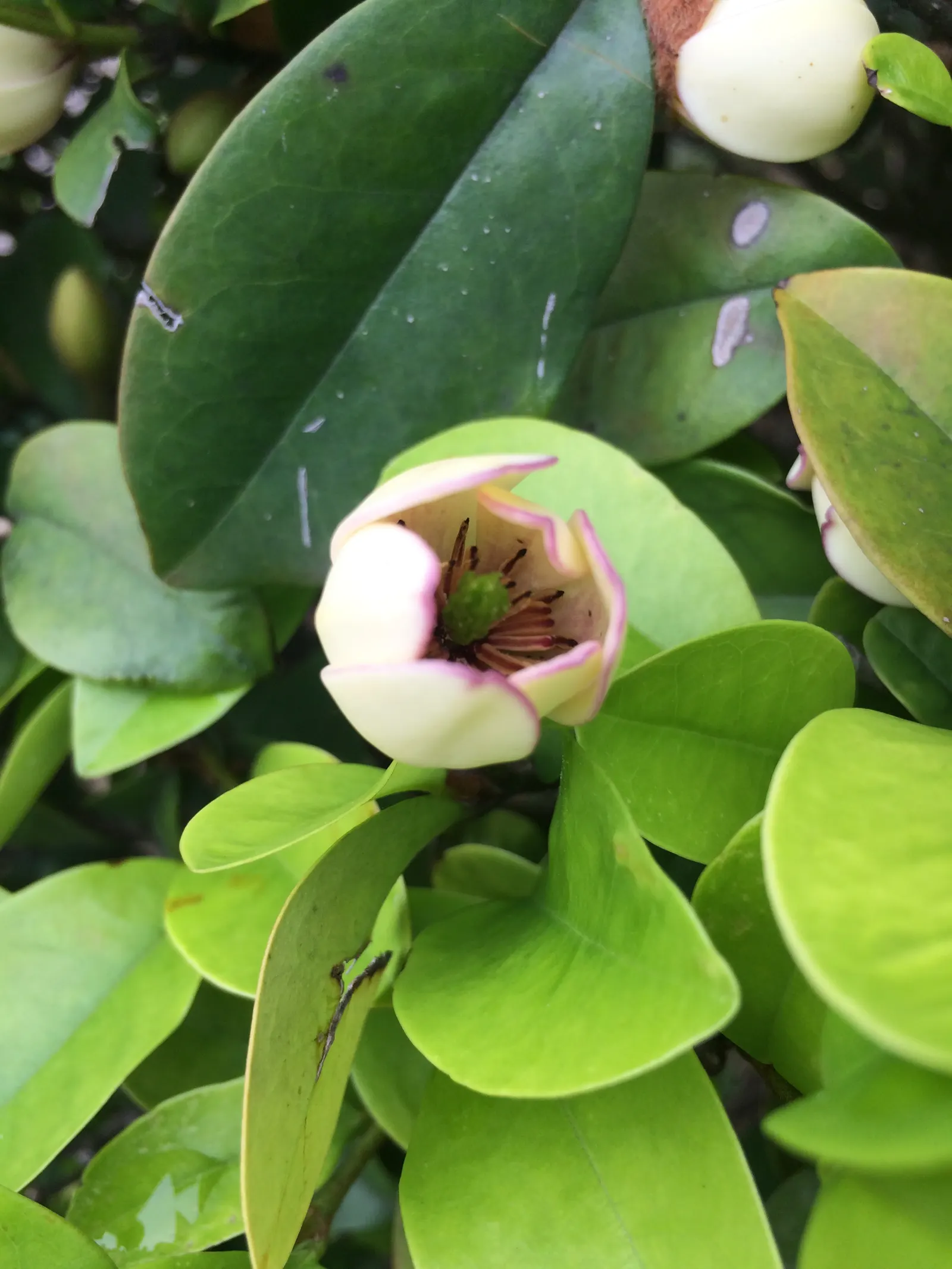 Banana Shrub (Magnolia Figo) — this member of the Magnoliaceae family typically reaches a mature height of 6 to 10 feet