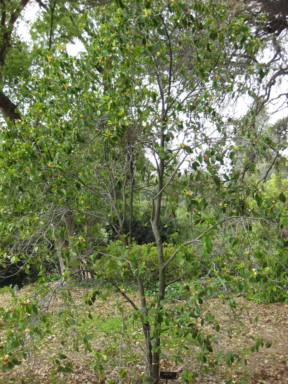 Banana Shrub (Magnolia Figo) — with a comparable spread of 6 to 8 feet; although it may grow larger in ideal conditions.<br><br>Adorned with glossy