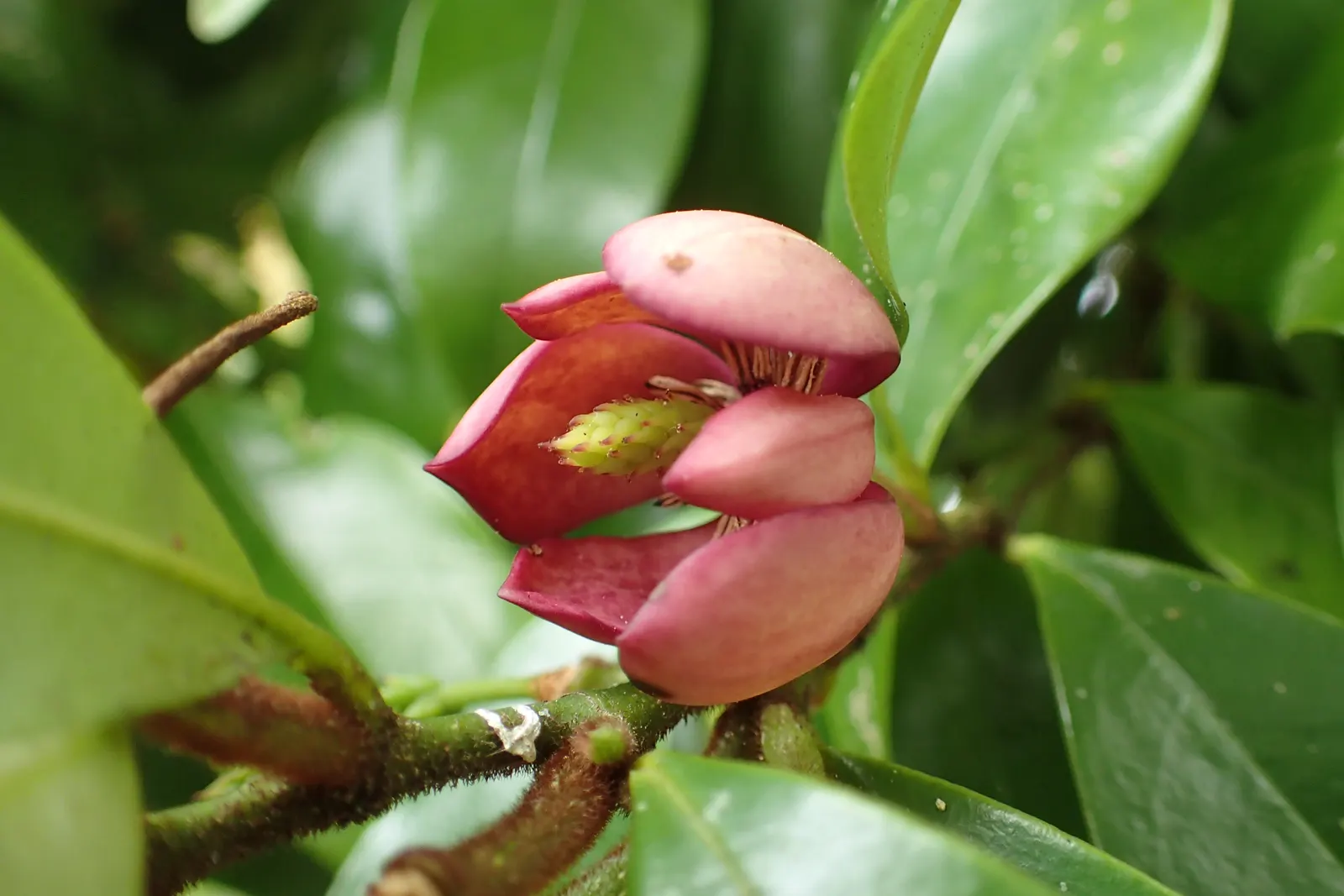 Banana Shrub (Magnolia Figo) — banana-like fragrance of its flowers; minimal pruning is necessary to maintain its shape or to remove any damaged or, image 64