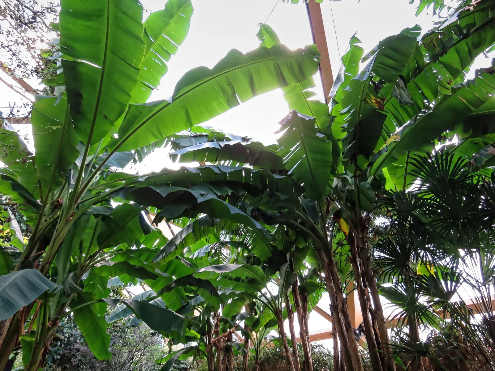 Banana Shrub (Magnolia Figo) — broadleaf evergreen / shrub for full or half; minimal pruning is necessary to maintain its shape or to remove any damaged or