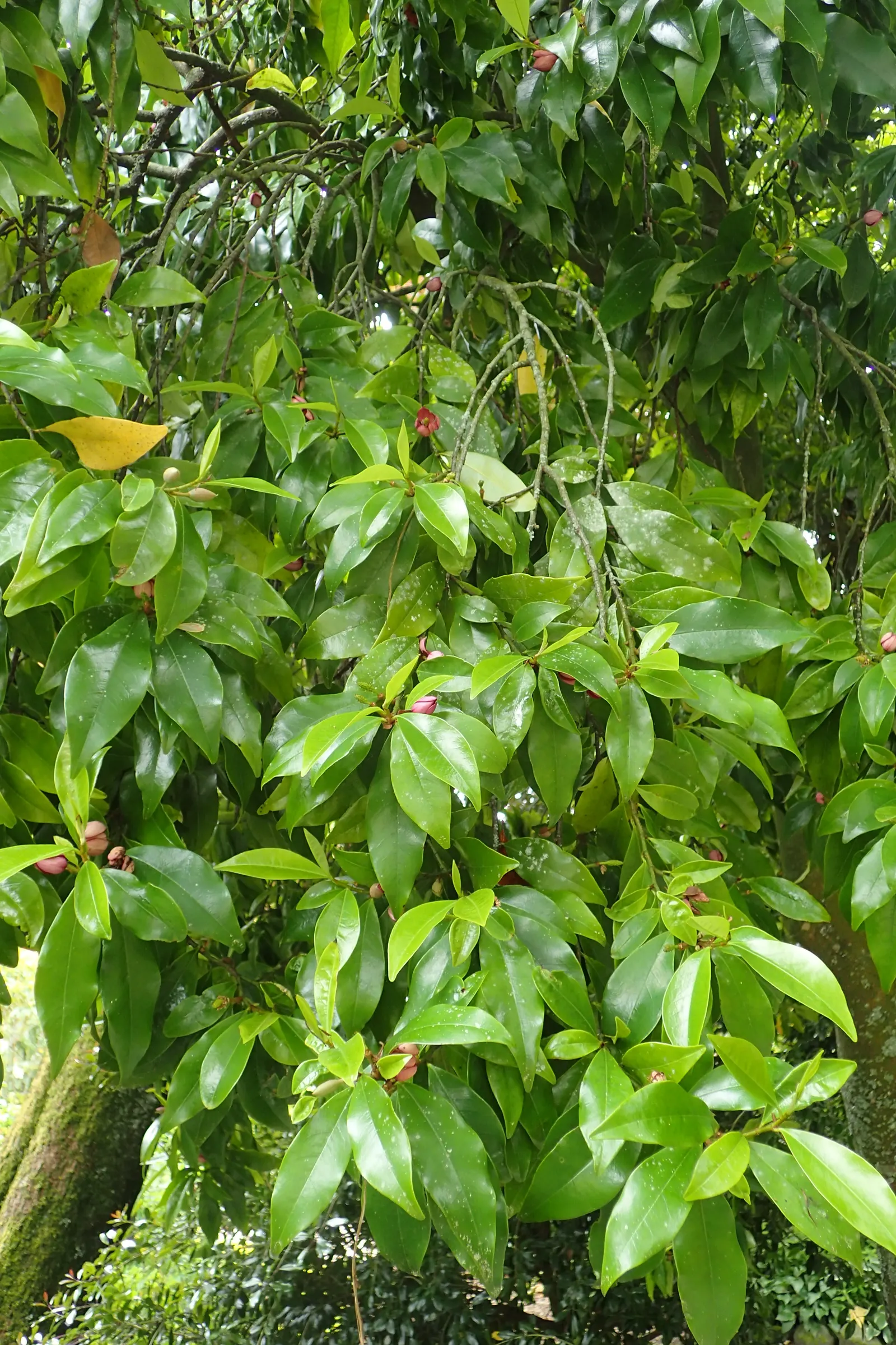 Banana Shrub (Magnolia Figo) — Minimal pruning is necessary to maintain its shape or to remove any damaged or diseased limbs; prefers well-drained soil and