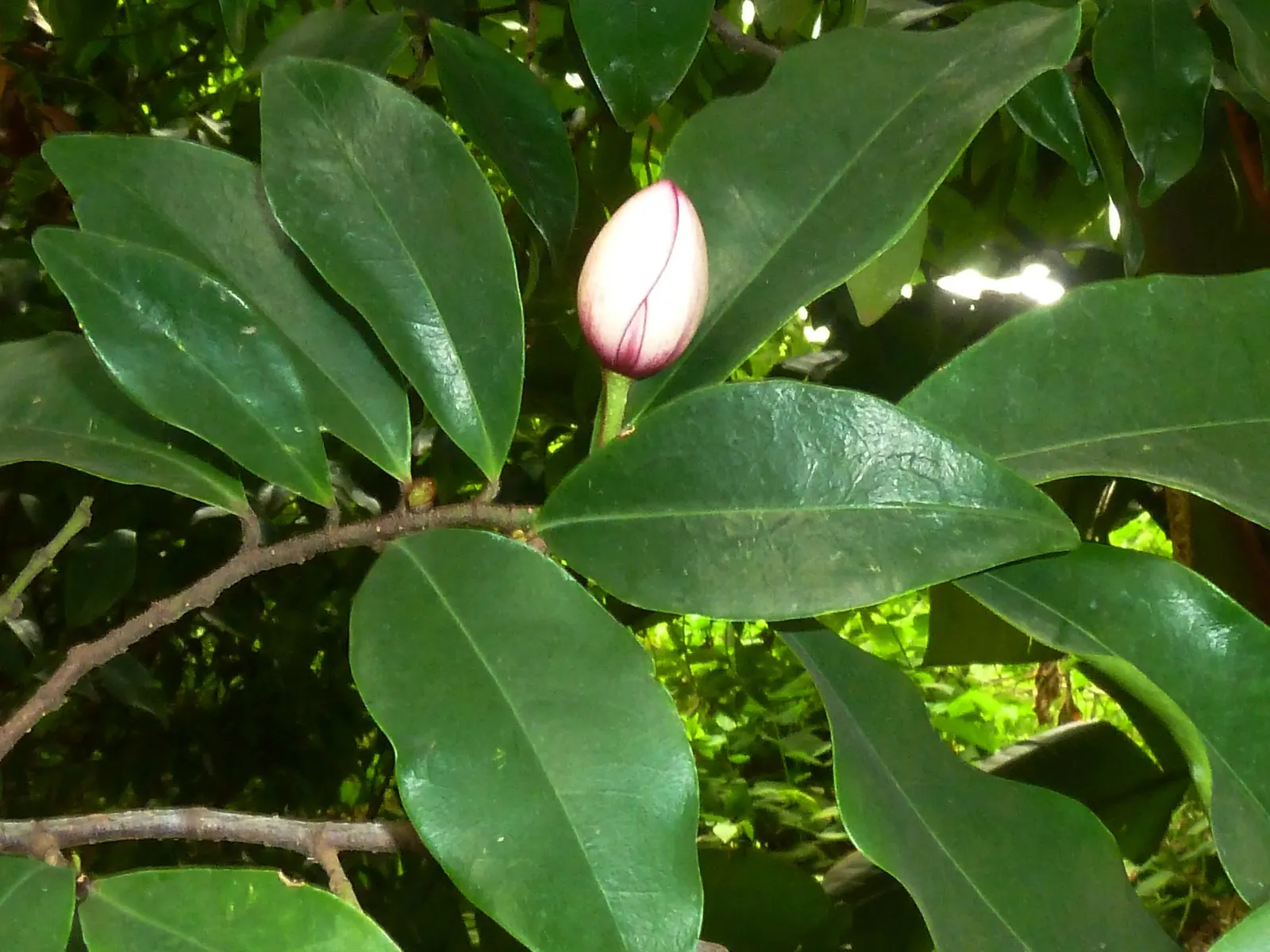 Banana Shrub (Magnolia Figo) — The leaves measure about 3 to 5 inches in length; each flower is cup-shaped and notably accented with a purplish tinge at the
