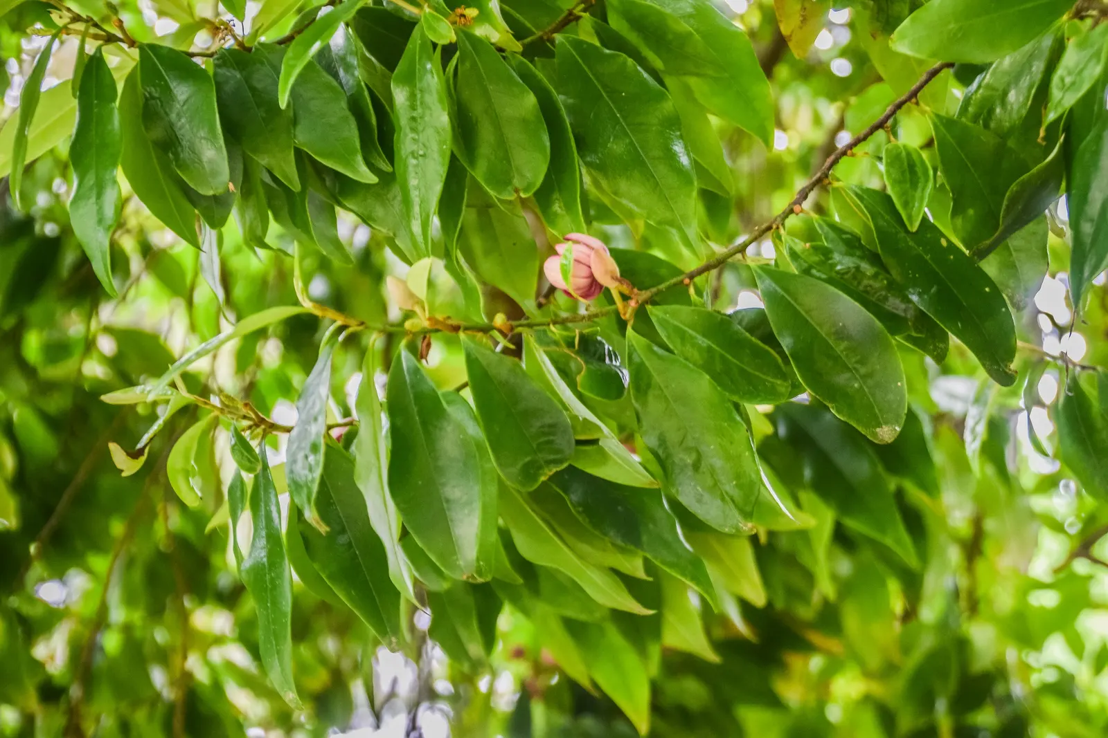 Banana Shrub (Magnolia Figo) — plant the Banana Shrub in well-draining
