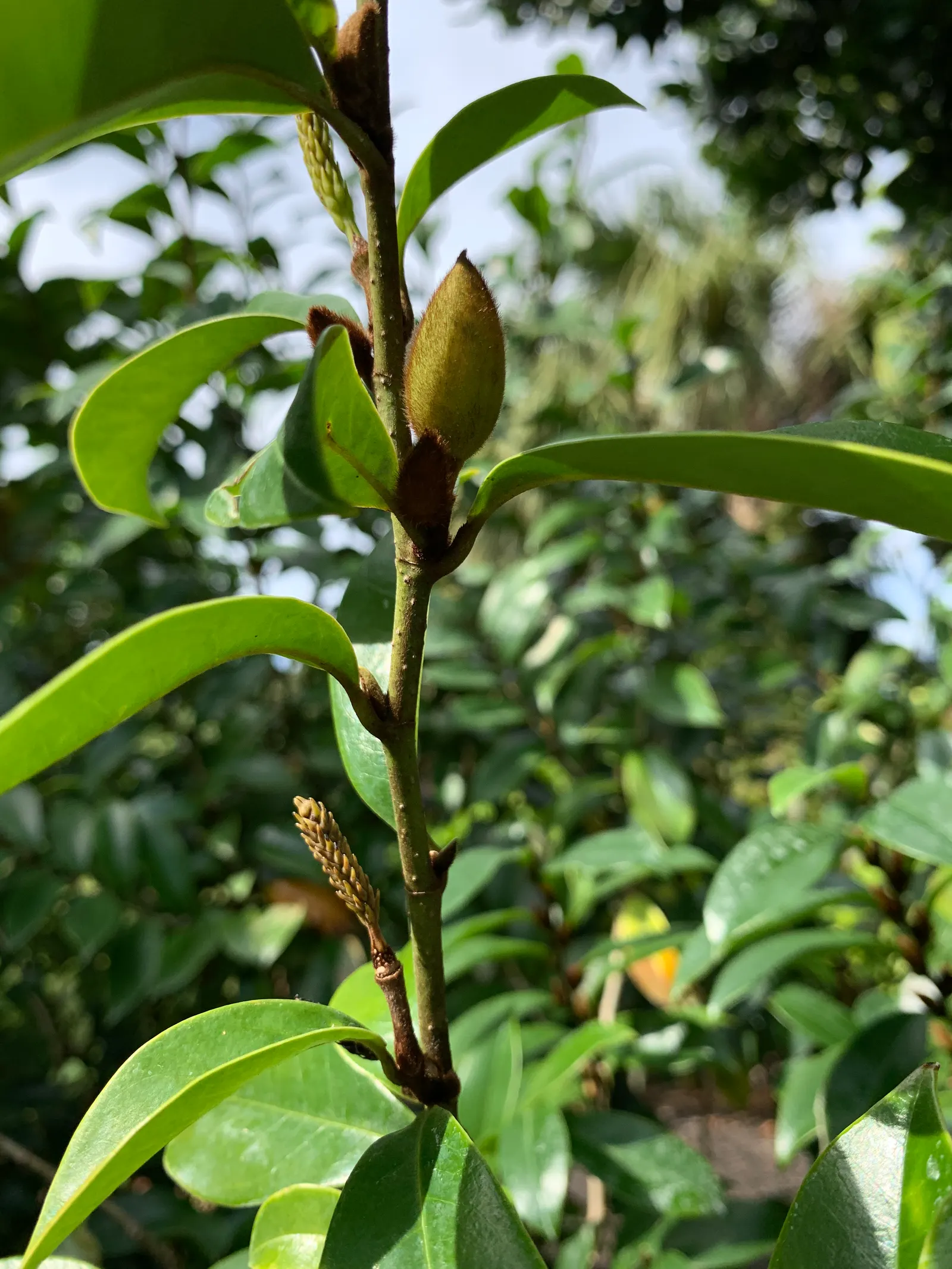 Banana Shrub (Magnolia Figo) — It thrives in USDA Plant Hardiness Zones 7 through 10 and is moderately drought-tolerant once established; each, image 79