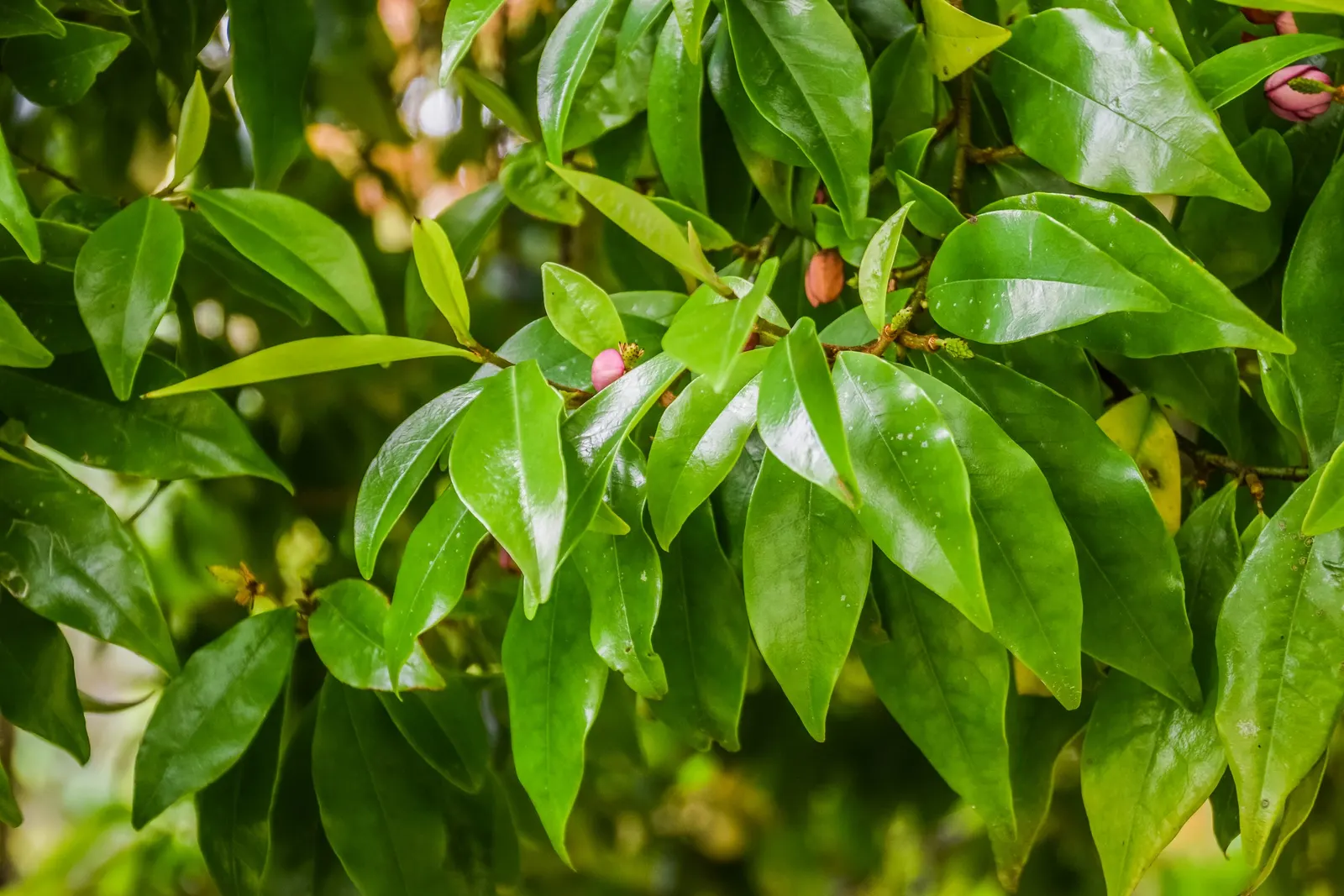 Banana Shrub (Magnolia Figo) — is a charming evergreen species renowned for the sweet; each flower is cup-shaped and notably accented with a, image 63