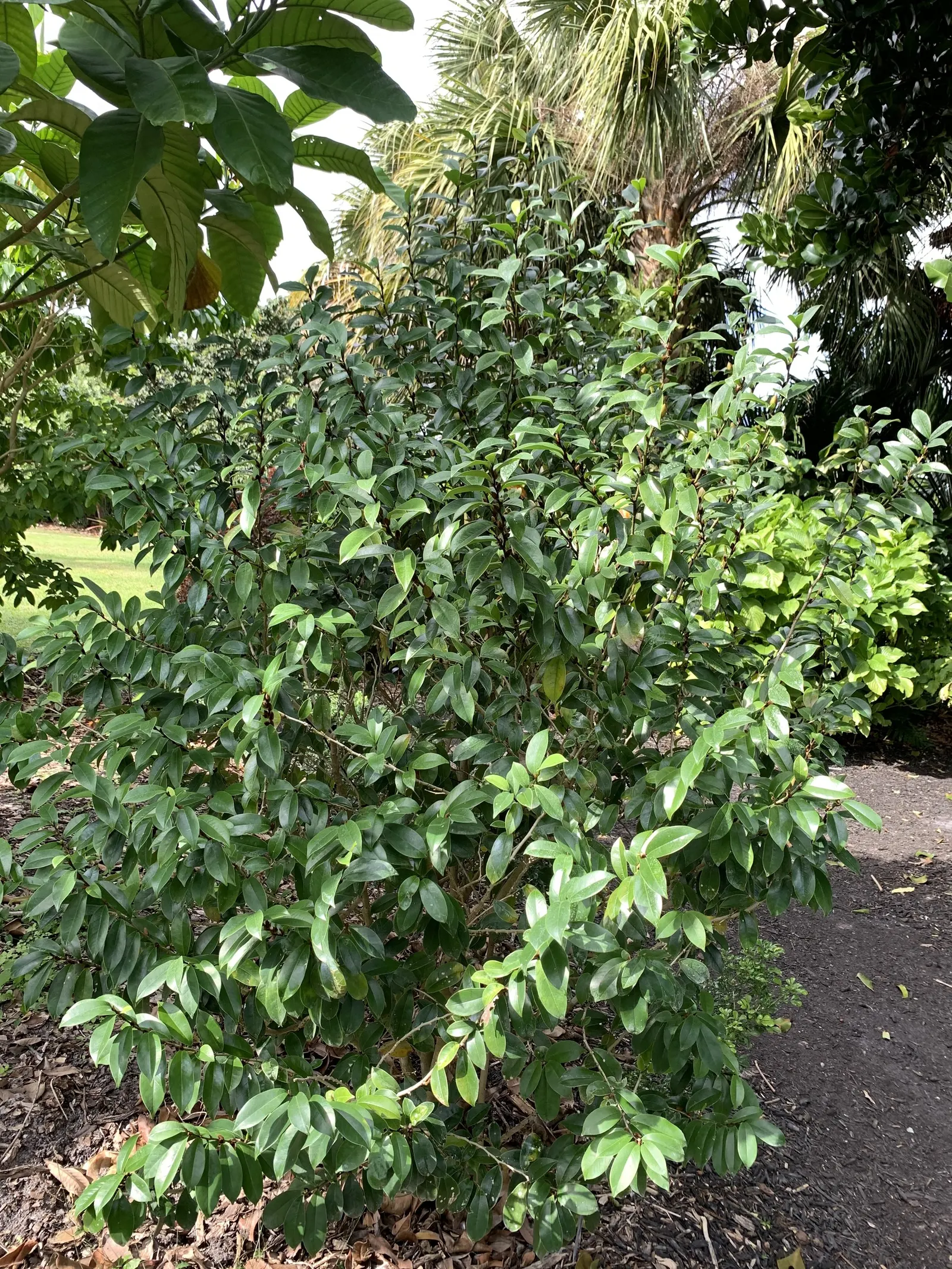 Banana Shrub (Magnolia Figo) — Each flower is cup-shaped and notably accented with a purplish tinge at the petal edges; although it may grow larger, image 74