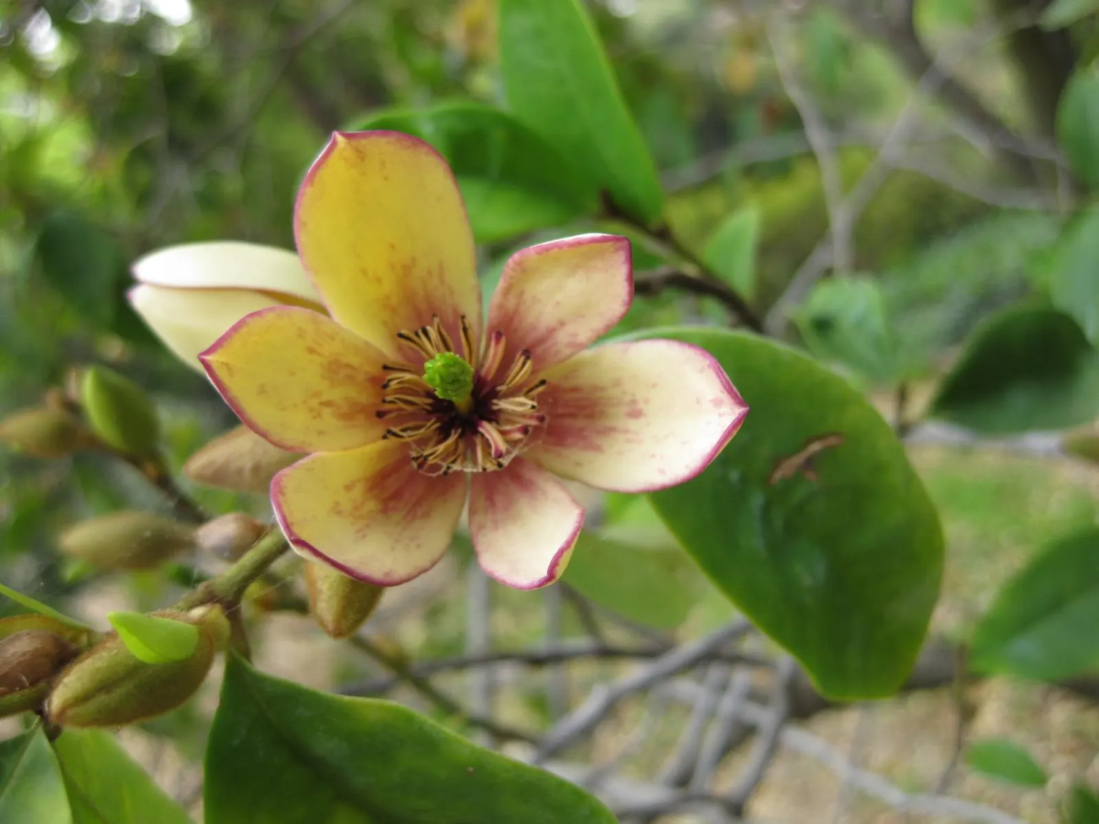 Banana Shrub (Magnolia Figo) — It thrives in USDA Plant Hardiness Zones 7 through 10 and is moderately drought-tolerant once established
