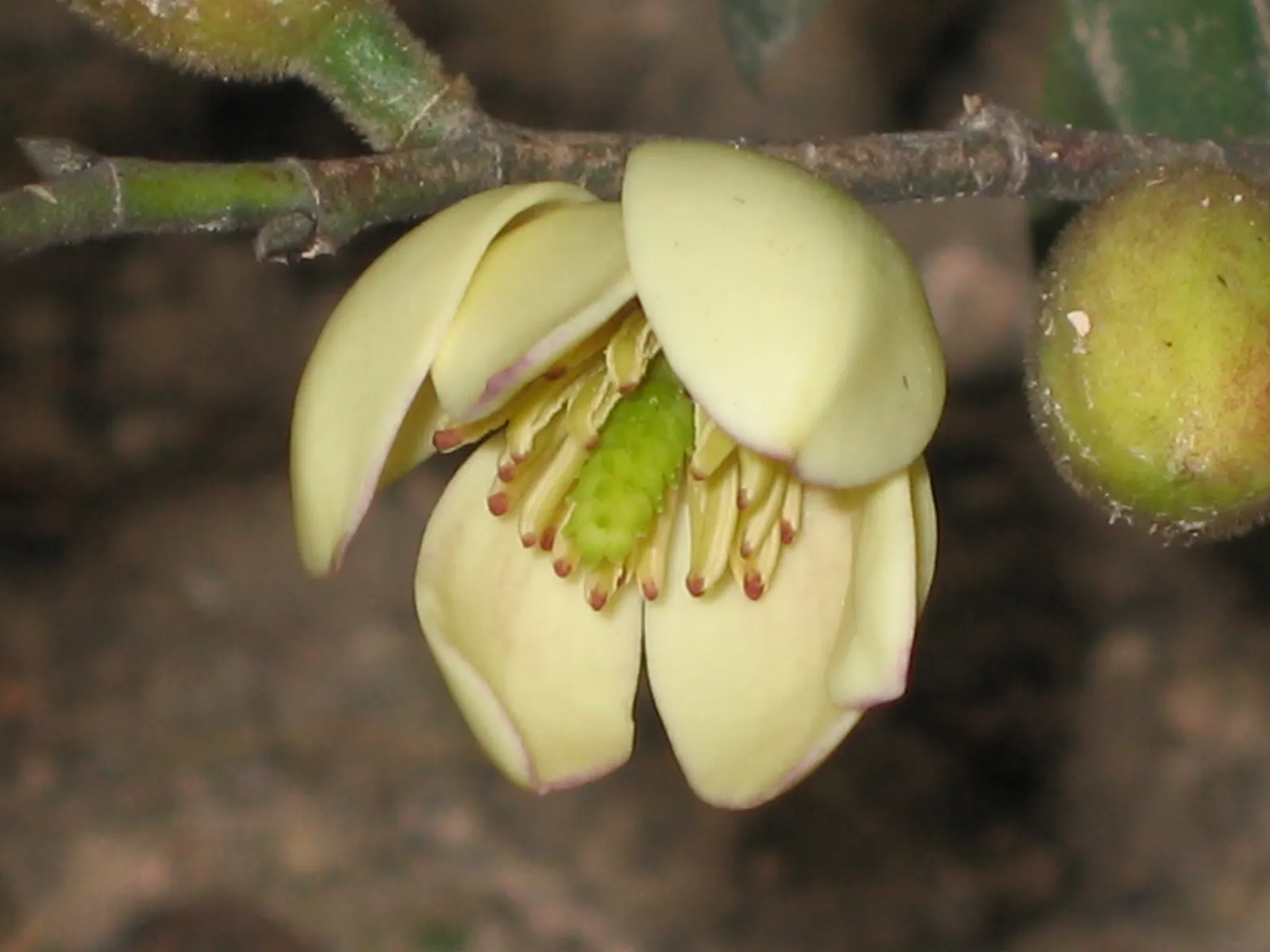Banana Shrub (Magnolia Figo) — compact magnolia with a mature height of 6-10 feet and spread of 4-6 feet